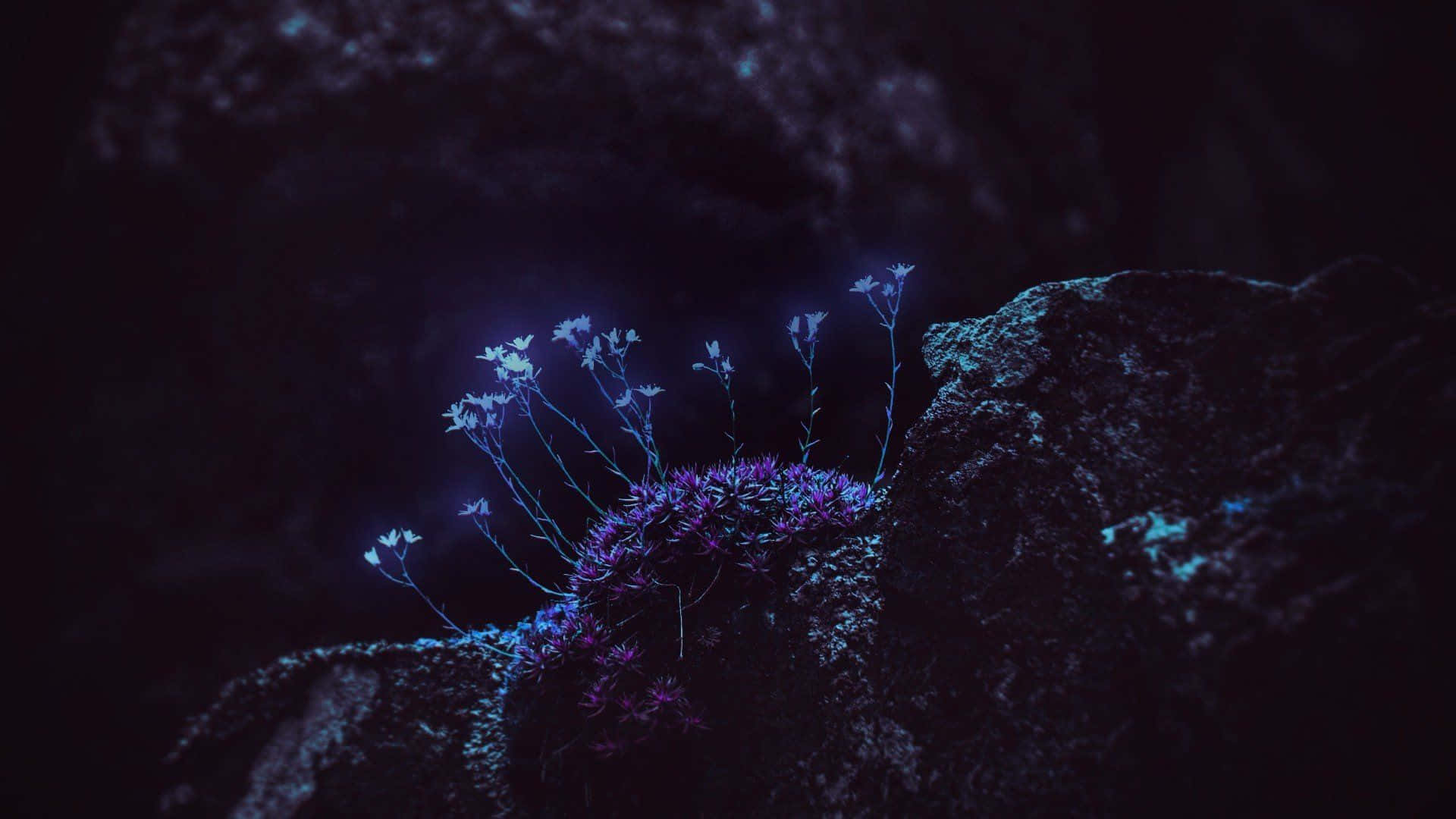 glowing purple flowers, dark rocks, deep blue night sky, Full HD Desktop Wallpaper