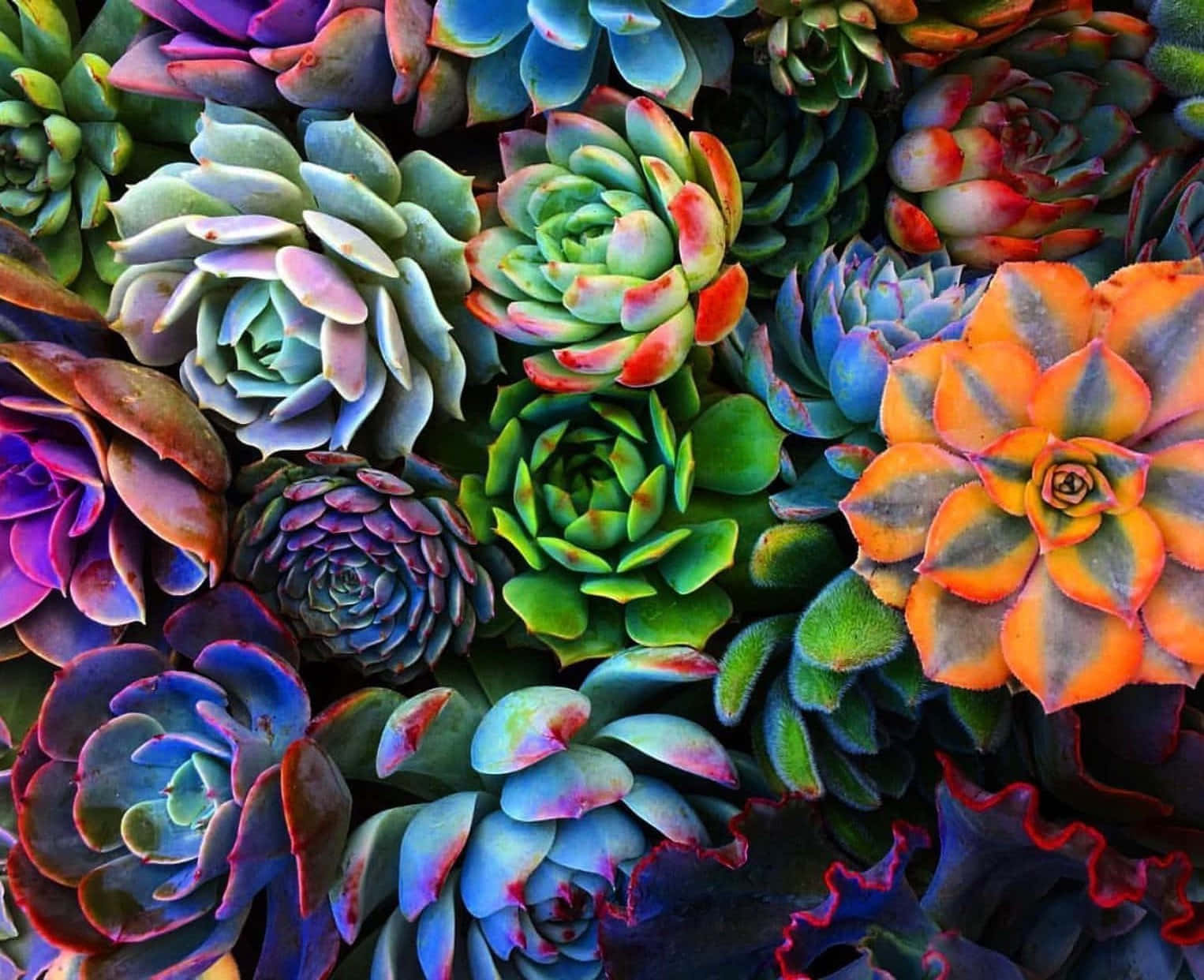 succulents, vivid blues, purples, HD Desktop Wallpaper