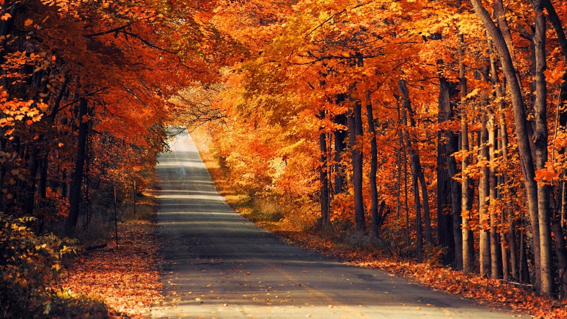 autumn trees, fiery orange leaves, winding road, Full HD Desktop Wallpaper