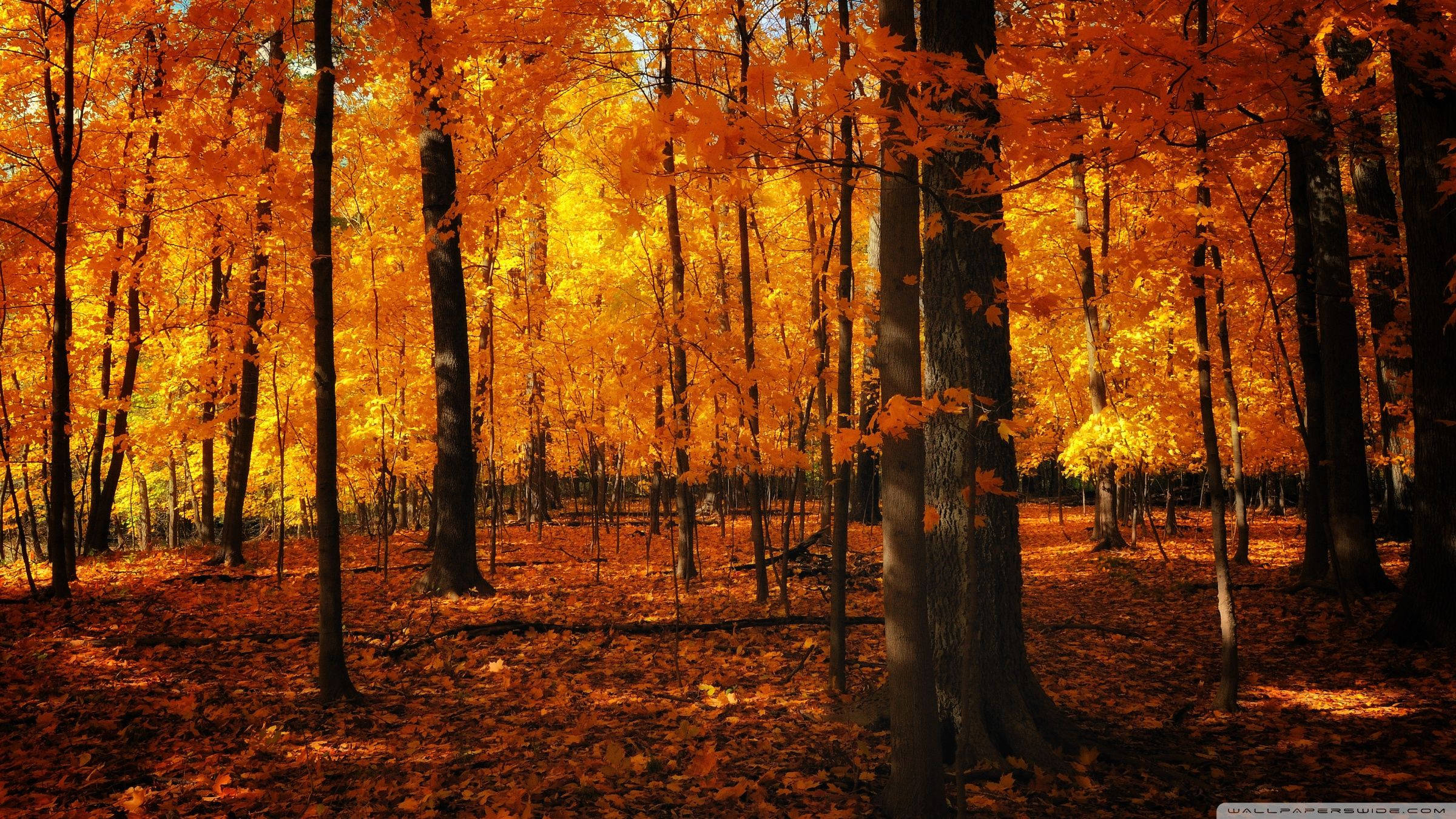 Neon Orange, autumn forest, vibrant orange maple trees, Full HD Desktop Wallpaper