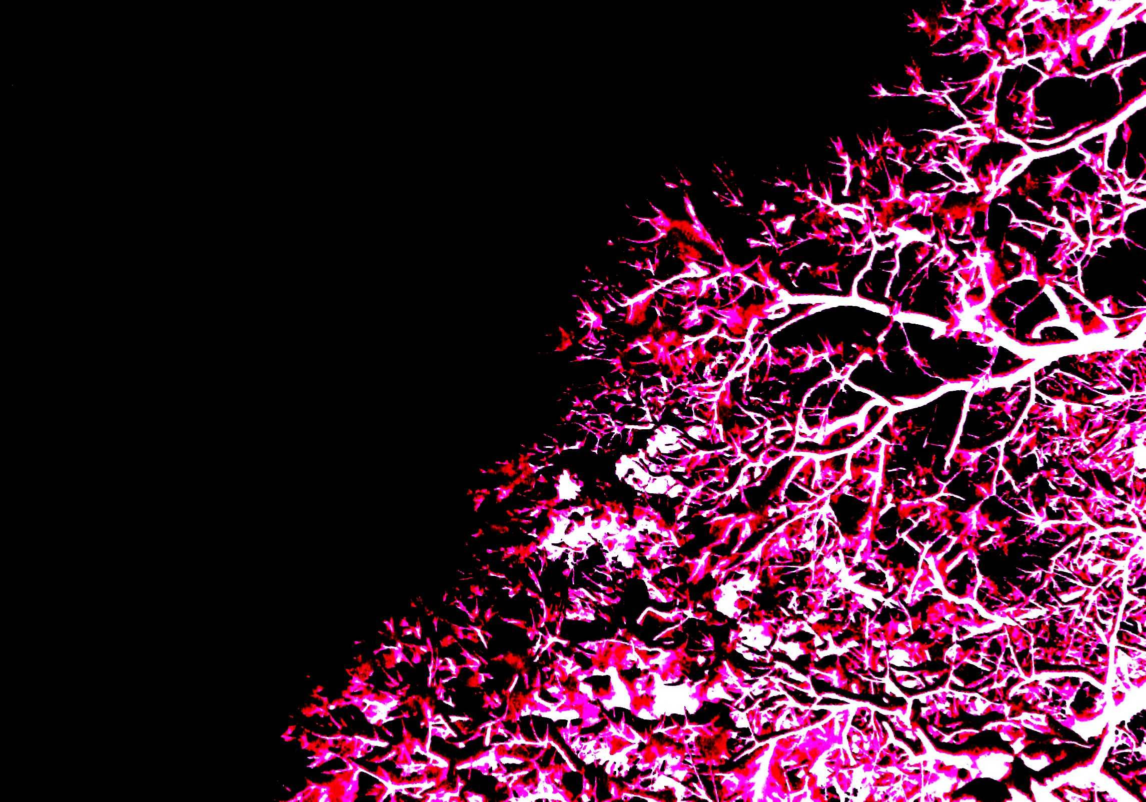 Neon Pink Tree, fractal branches, vibrant pink, Full HD Desktop Wallpaper