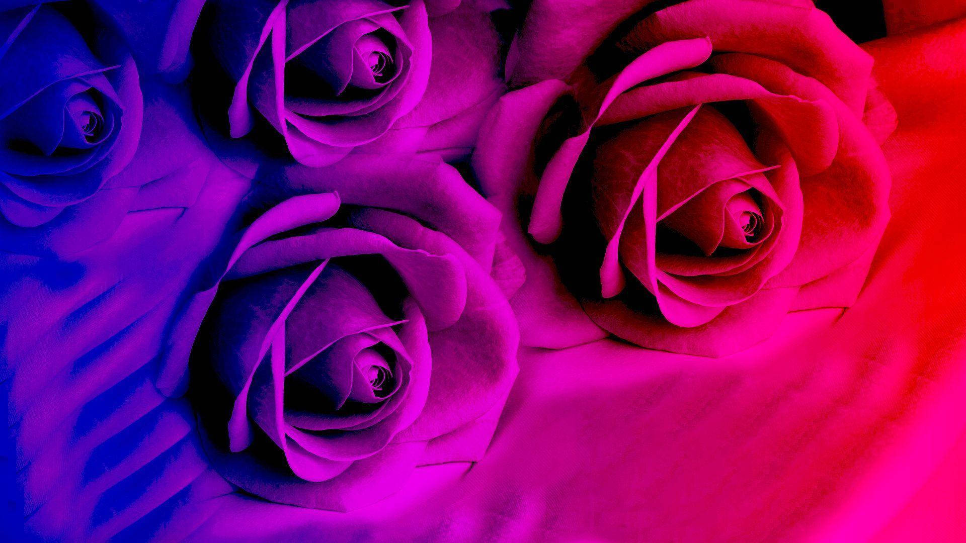 Neon Pink, Blue Roses, Electric Pink, Full HD Desktop Wallpaper