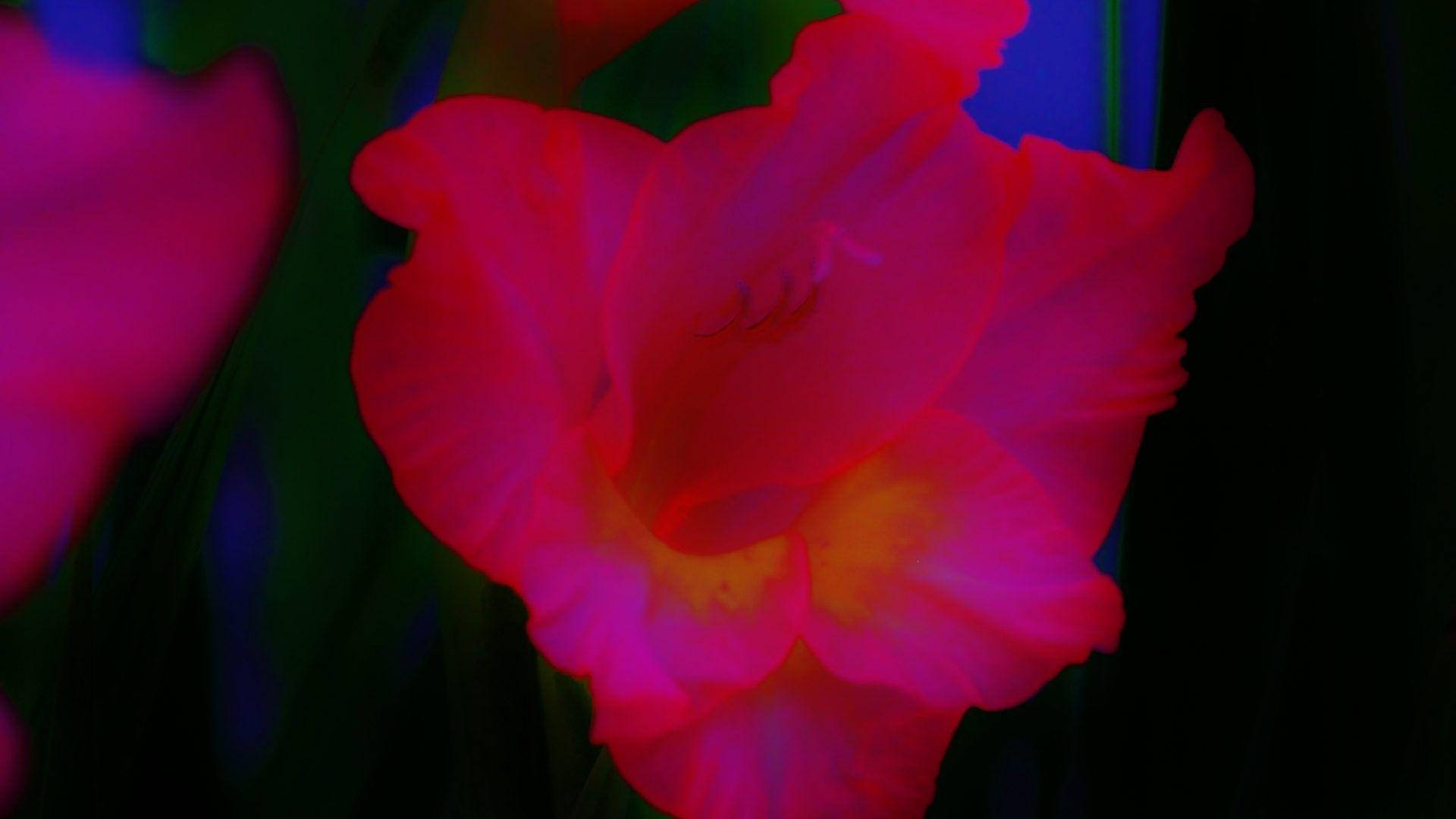 neon pink, gladiolus flower, electric pink, Full HD Desktop Wallpaper