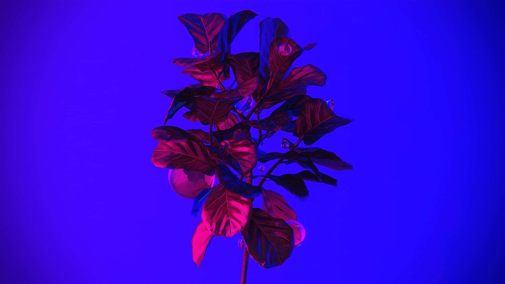 neon glow plant, deep red leaves, saturated electric blue background, Full HD Desktop Wallpaper