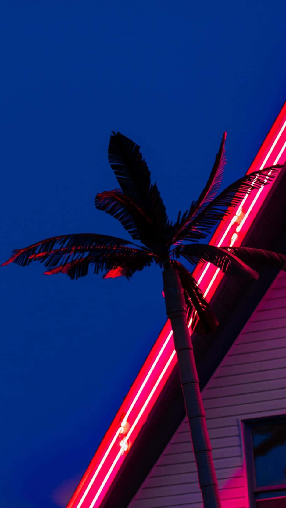 neon lit palm tree, twilight sky, deep blue night sky, HD Phone Wallpaper