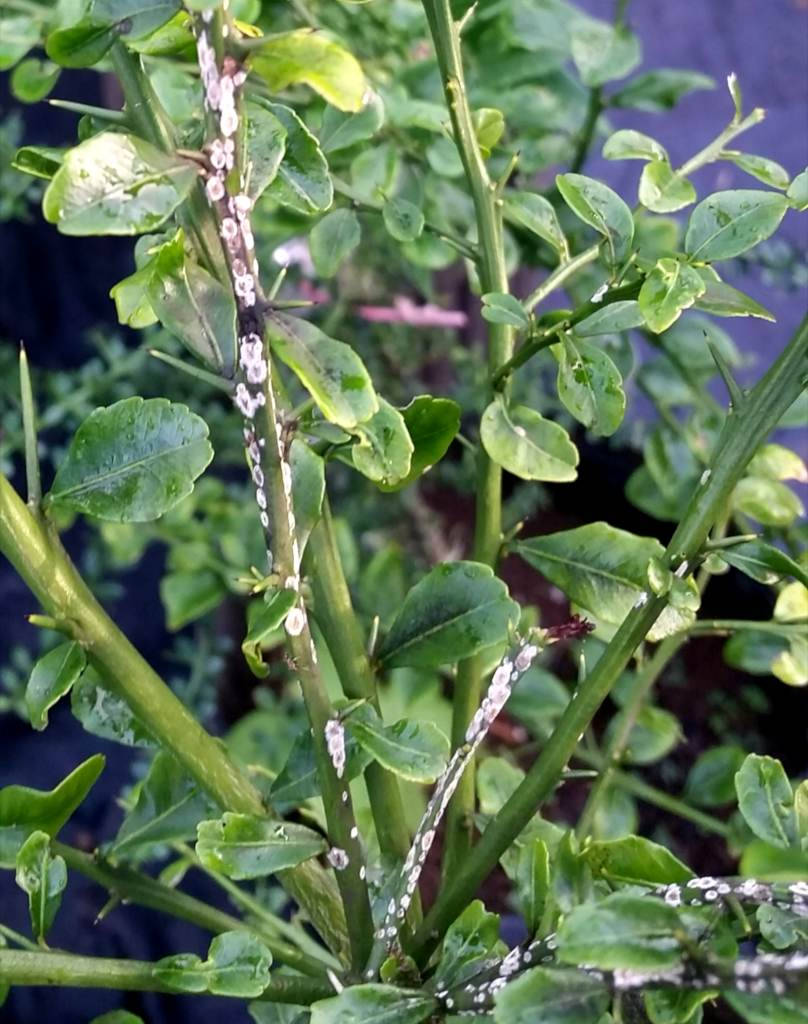 finger lime plant, green citrus plant, white aphids, SD Phone Wallpaper