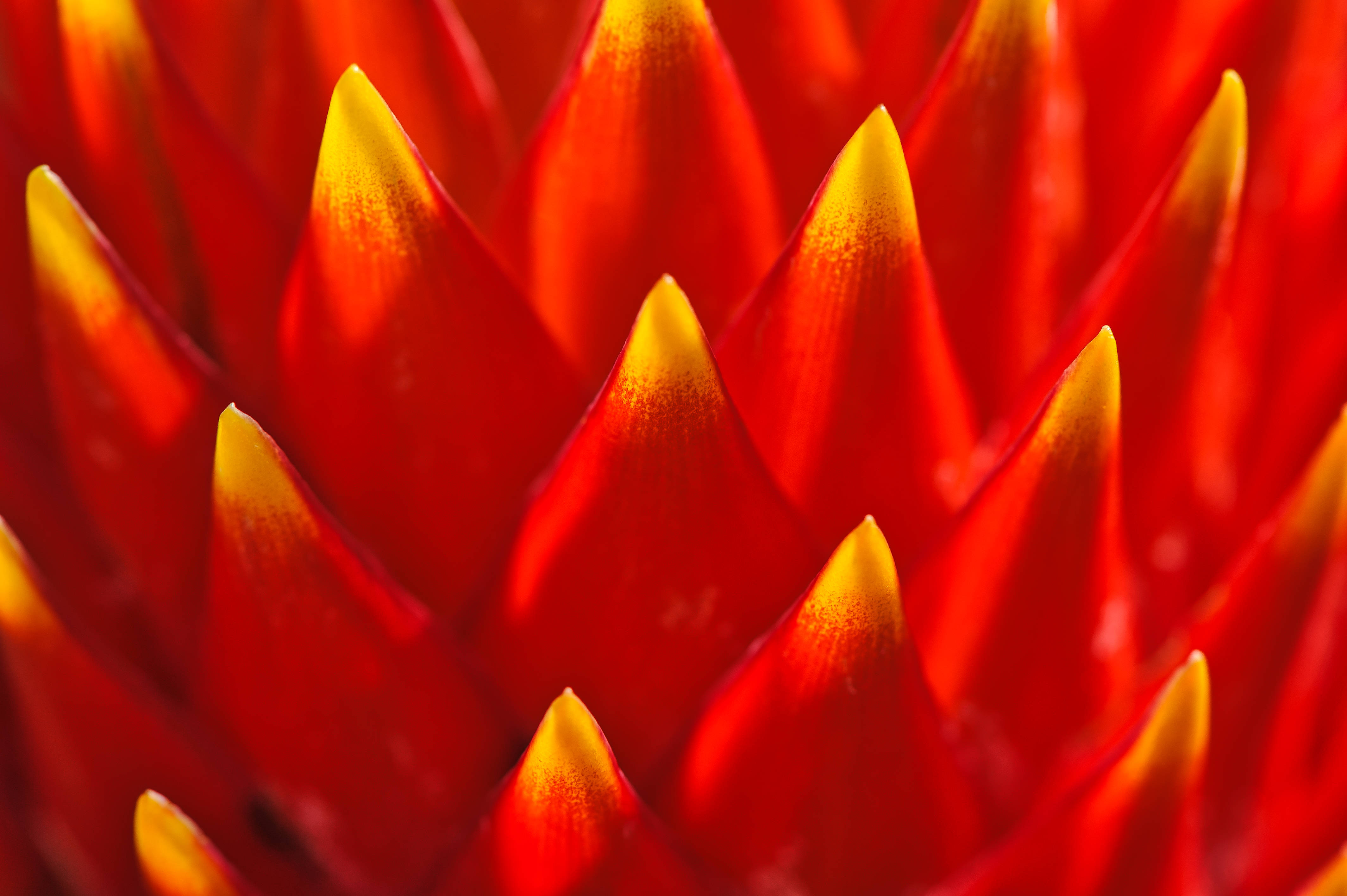 red color plant, vibrant red, yellow spiky flower petals, 4K Desktop Wallpaper