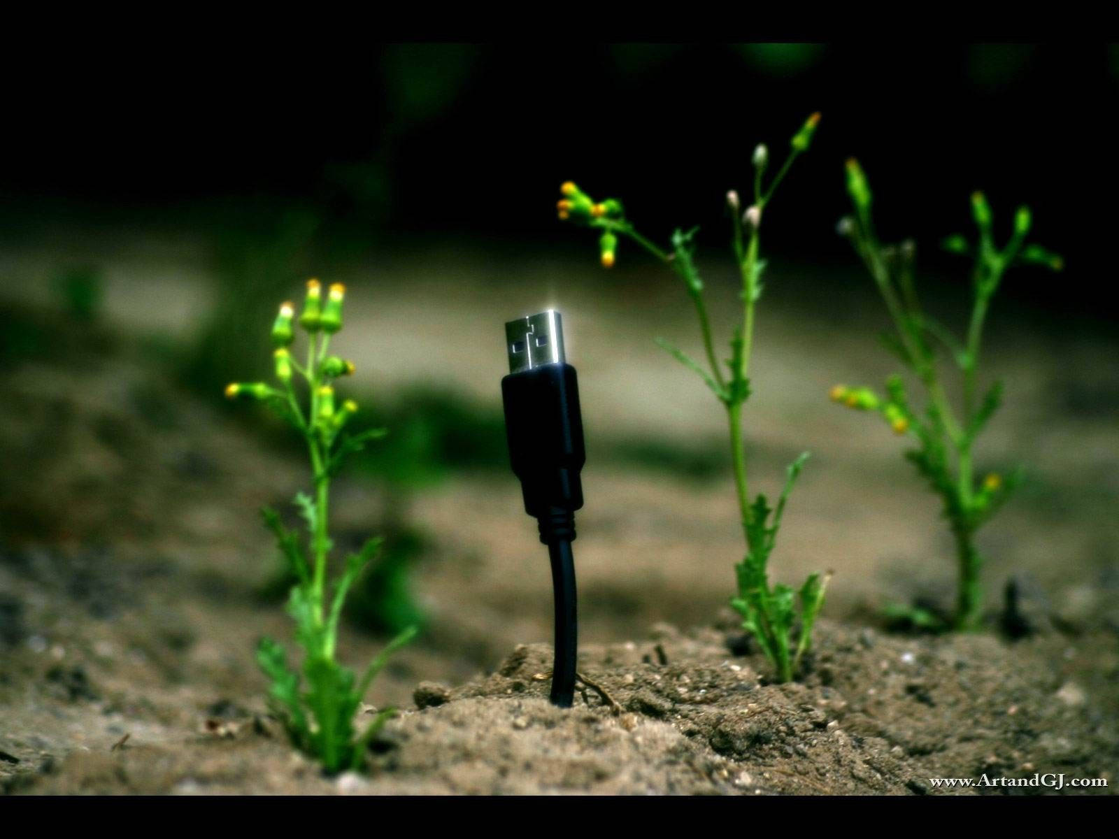 USB cable, black USB cable, small green plants, HD Desktop Wallpaper