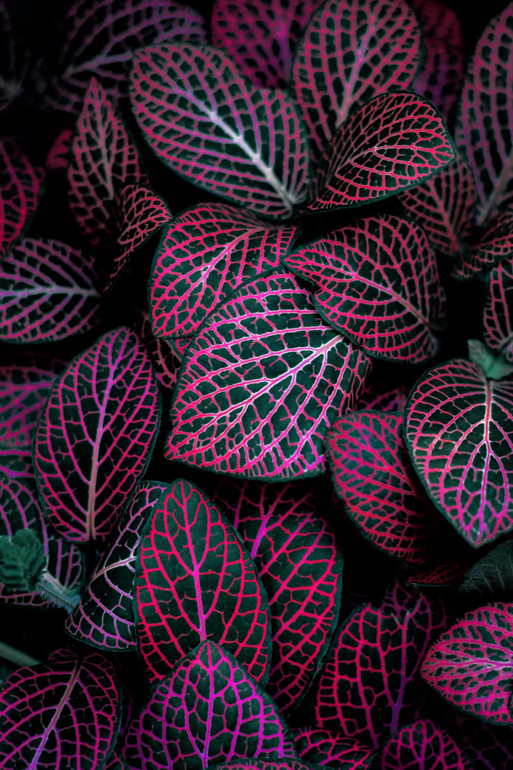 neon pink veined leaves, vibrant pink, purple leaf veins, HD Phone Wallpaper