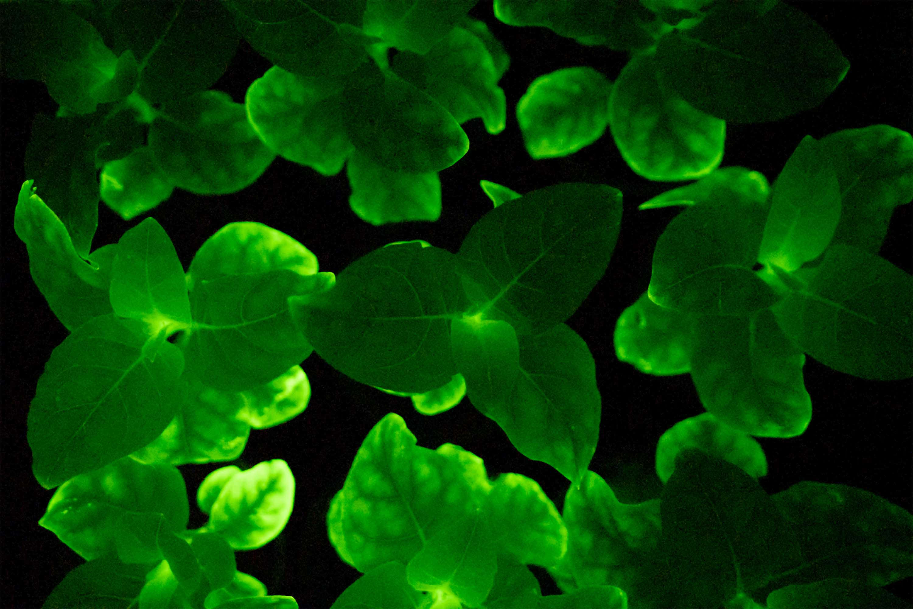 neon plants, glowing green leaves, dim lighting, 2K Desktop Wallpaper