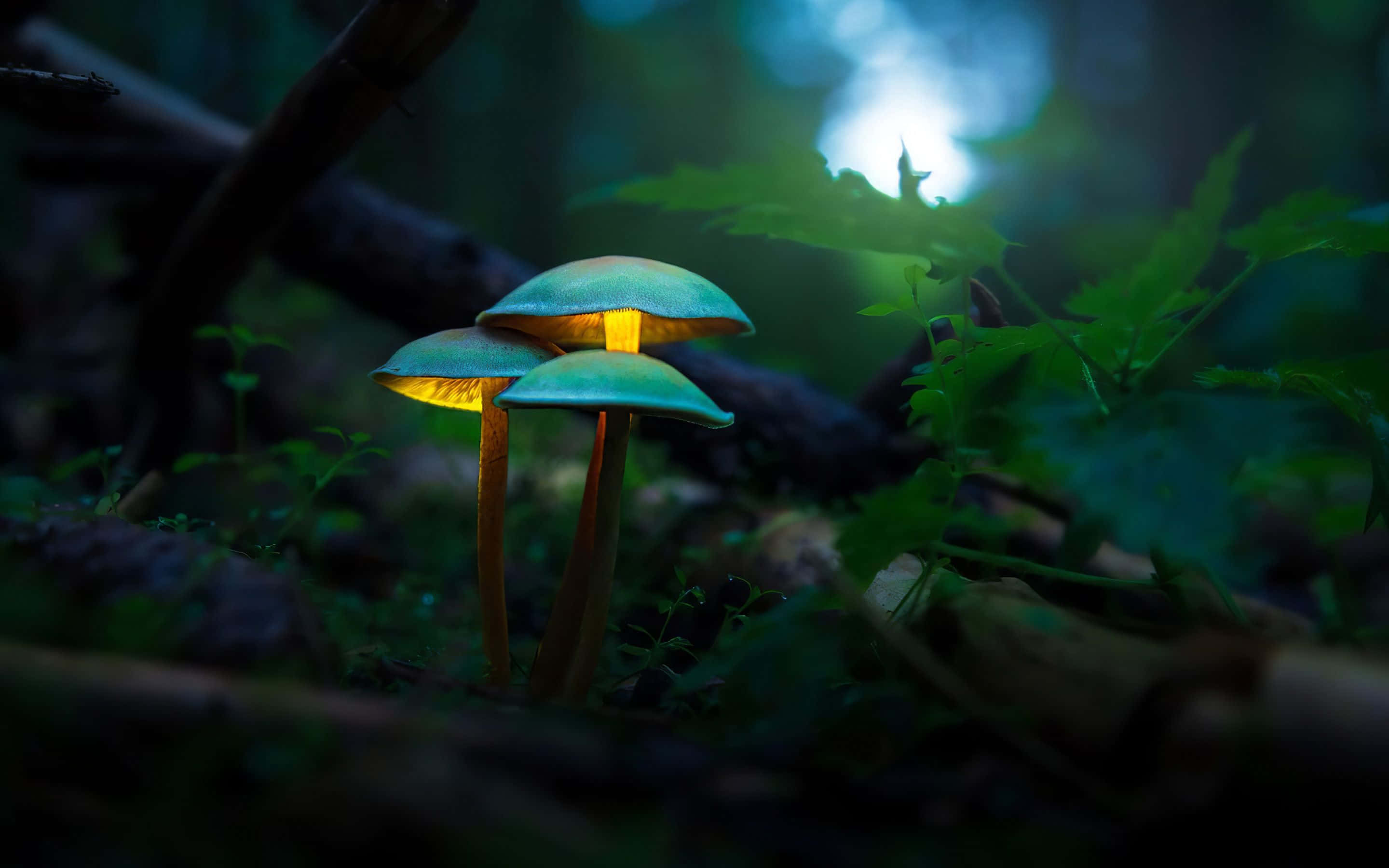 glowing mushrooms, teal caps, amber stems, 2K Desktop Wallpaper