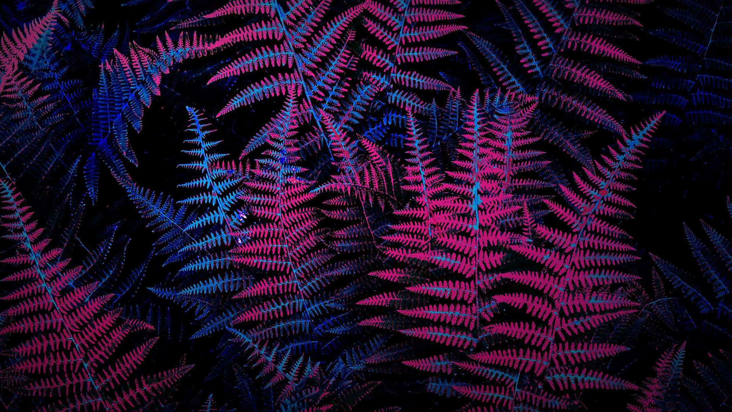 neon pink, neon blue, ferns, 2K Desktop Wallpaper