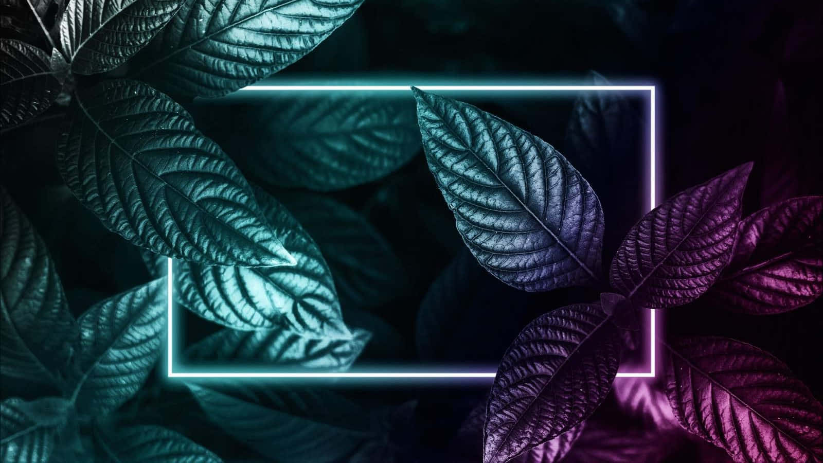 neon-lit leaves, teal, purple, HD Desktop Wallpaper