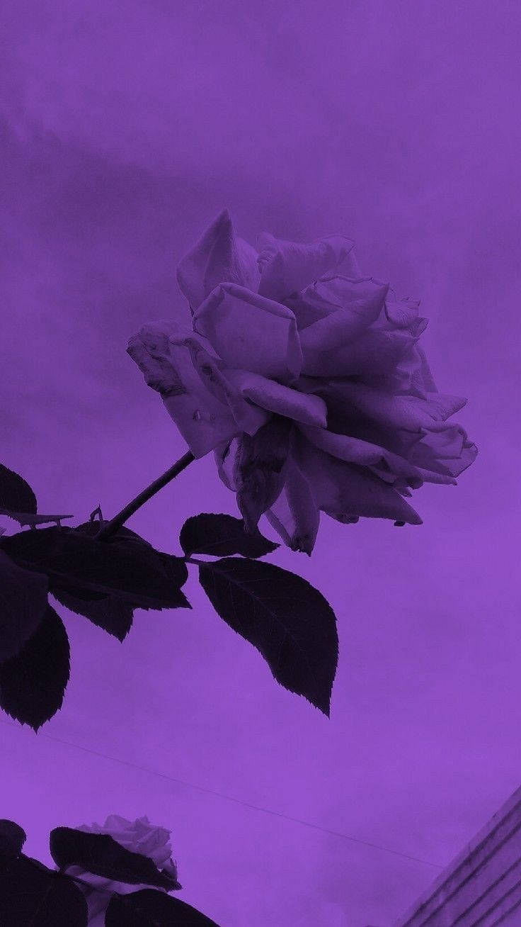 Neon Purple iPhone, rose aesthetic, deep purple light, HD Phone Wallpaper