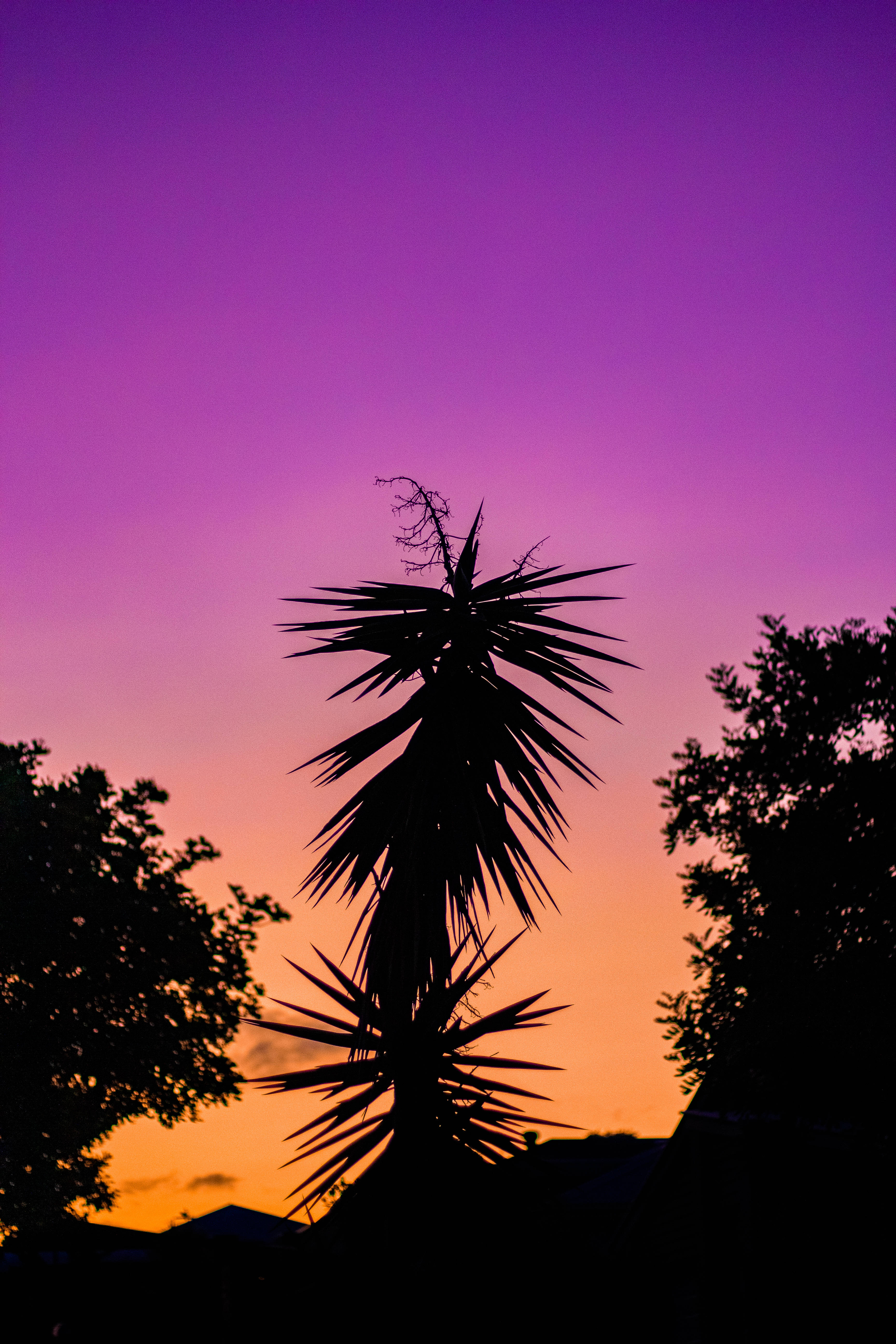 Neon Purple iPhone, sunset, vibrant purple, 5K Phone Wallpaper