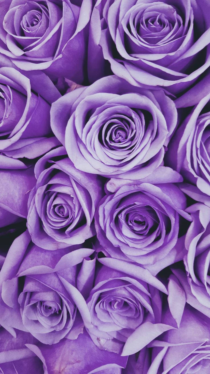 Neon Purple iPhone, roses, purple roses, HD Phone Wallpaper