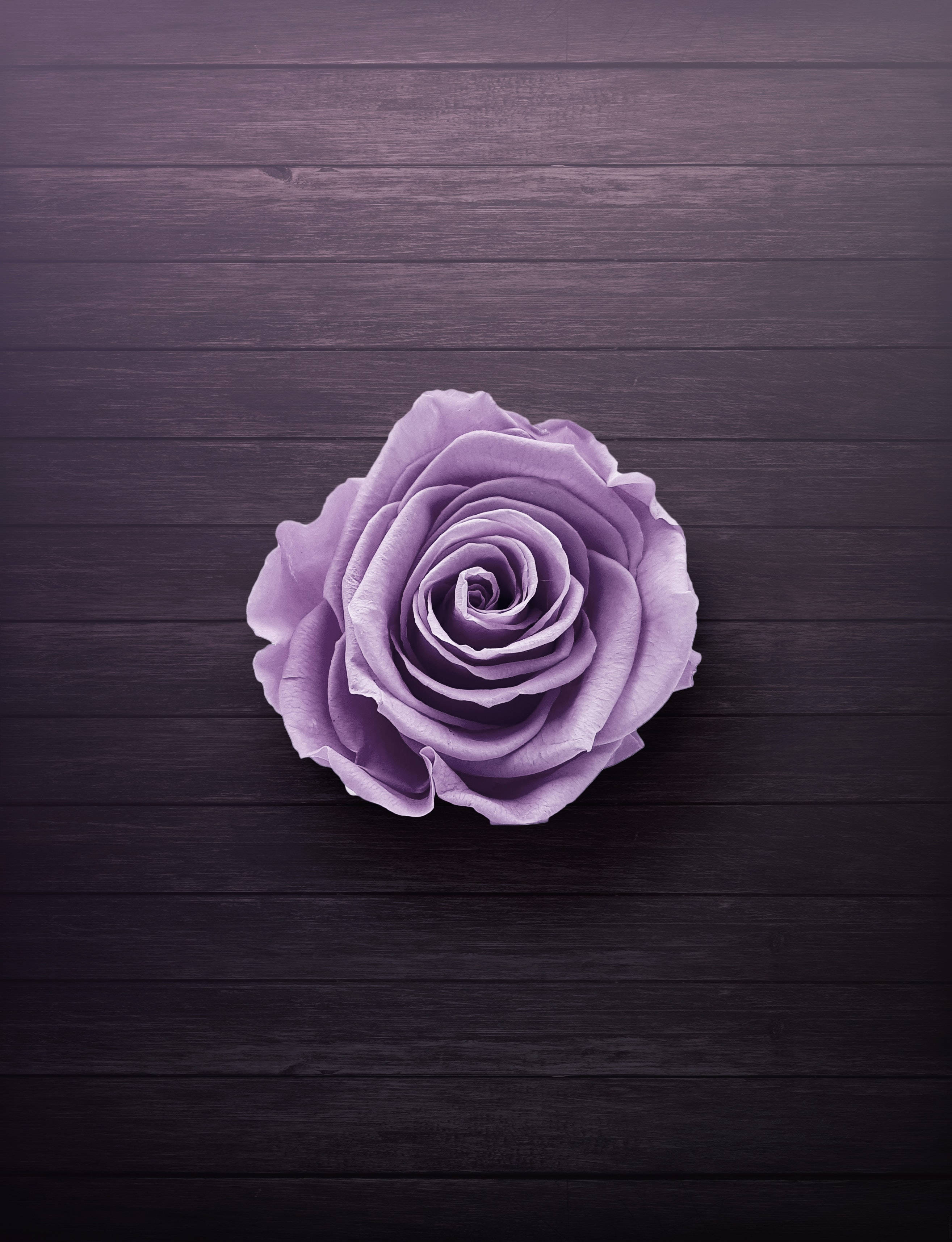 Neon Purple iPhone, lavender rose, dark wooden surface, 2K Phone Wallpaper