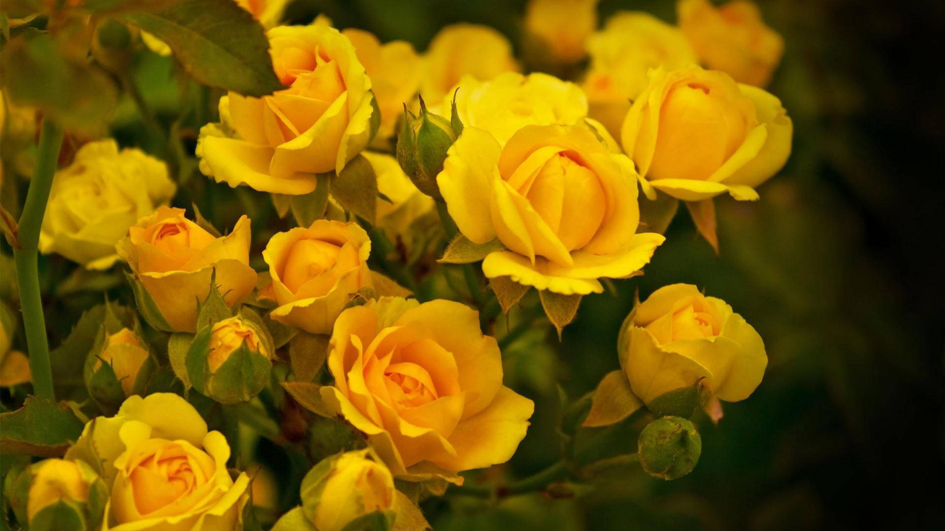 Neon Yellow, roses, garden, Full HD Desktop Wallpaper