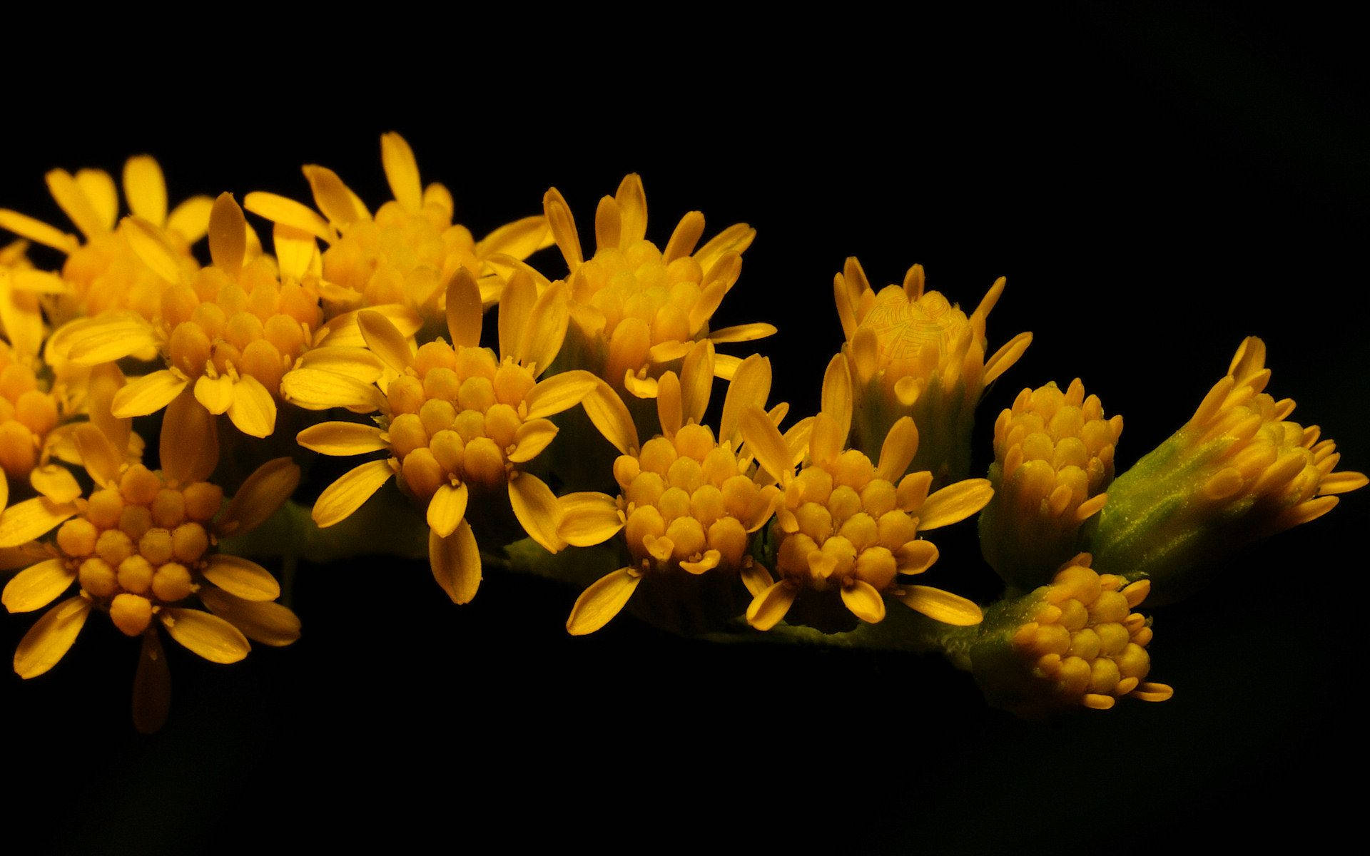 Neon Yellow, goldenrod, black background, Full HD Desktop Wallpaper