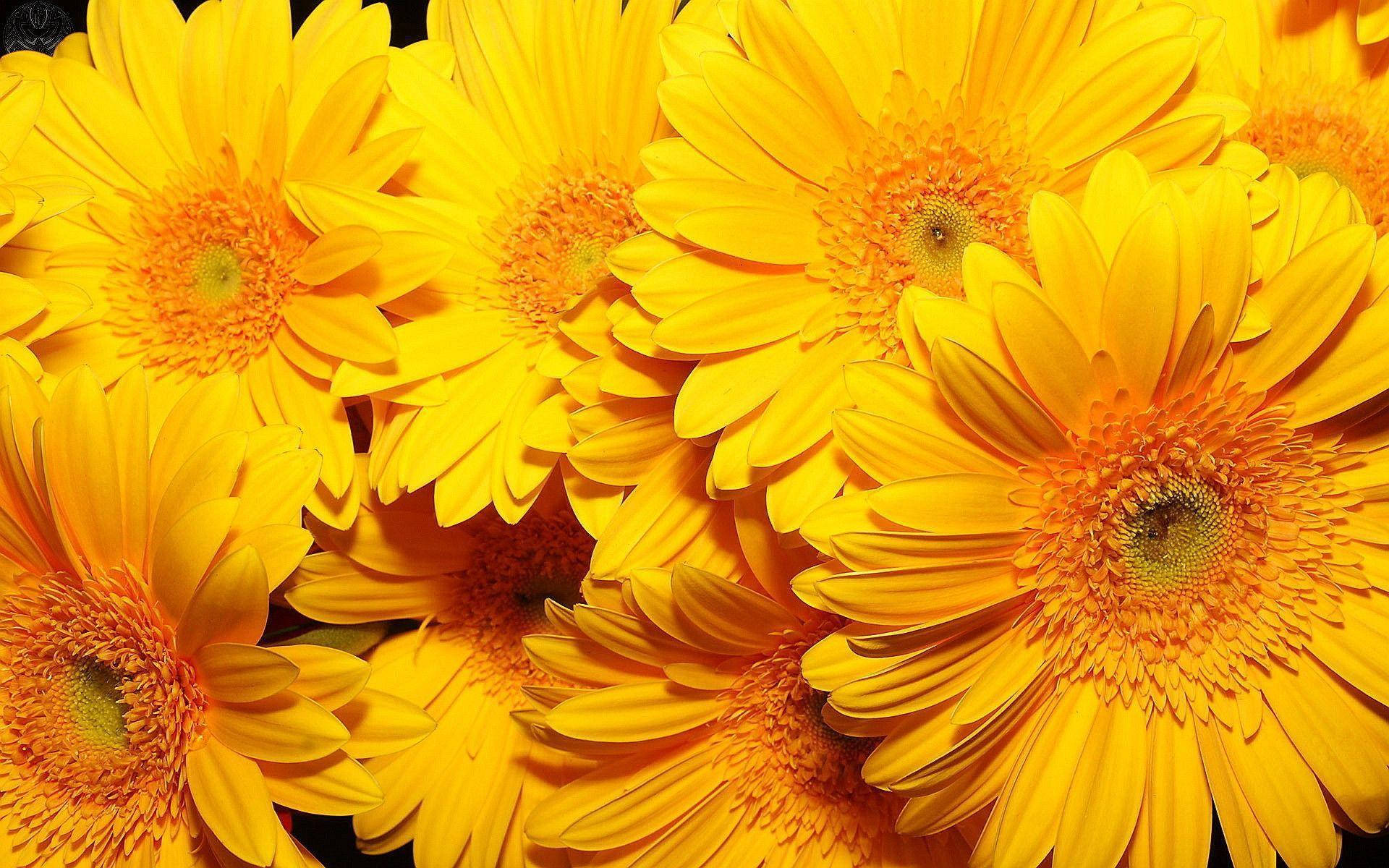 Neon Yellow, gerbera daisies, orange centers, Full HD Desktop Wallpaper