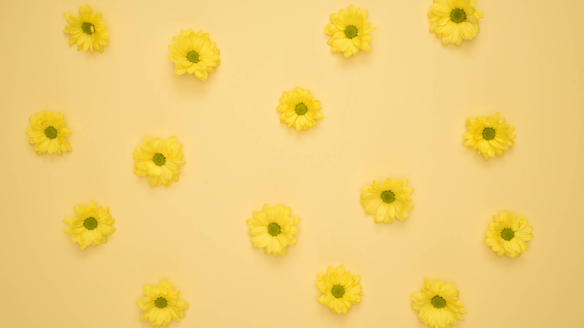 neon yellow, tiny sunflowers, yellow daisies, Full HD Desktop Wallpaper