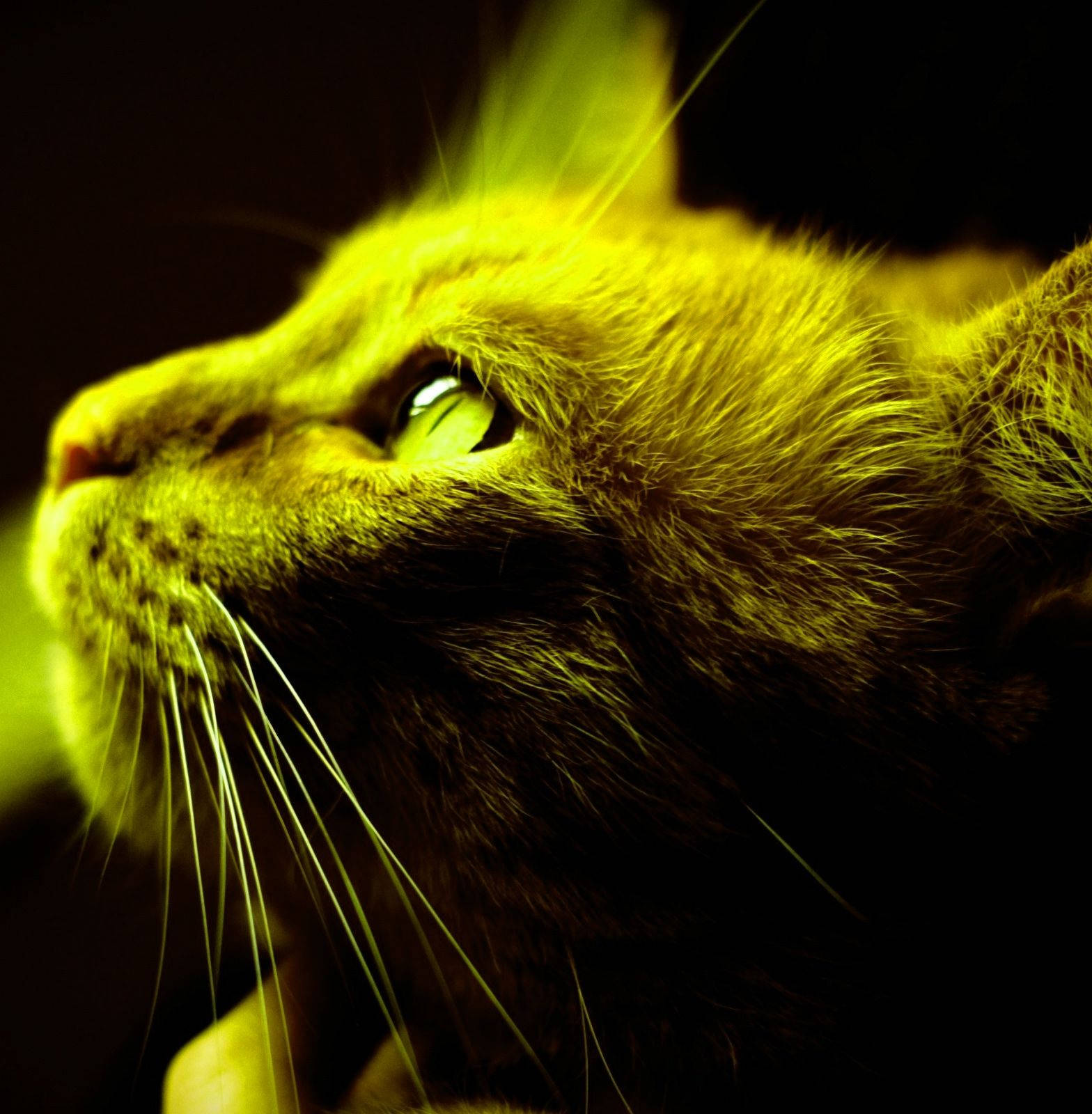 yellow cat, close-up, cat's face, HD Phone Wallpaper