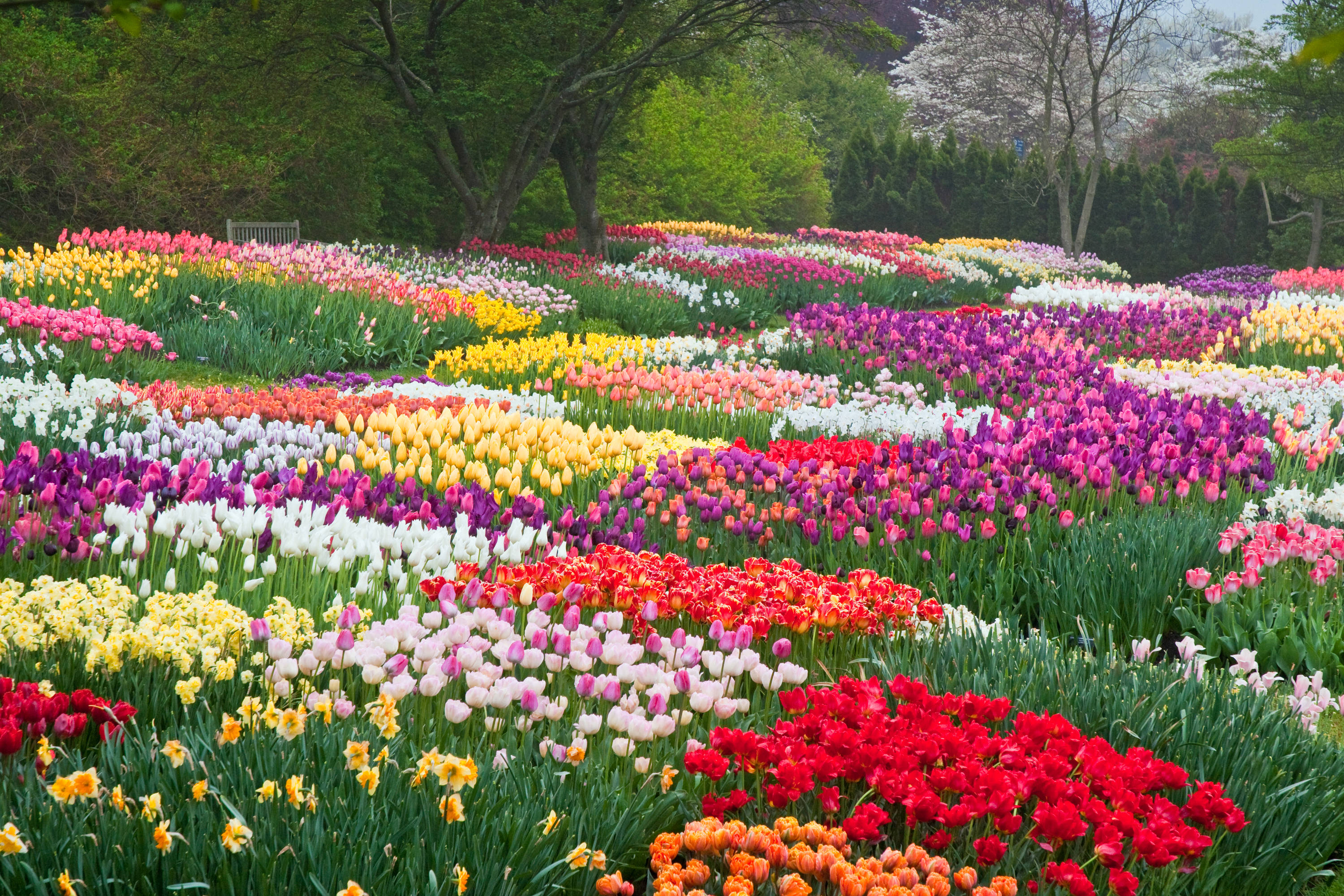 Netherlands, colorful tulip garden, red, 2K Desktop Wallpaper