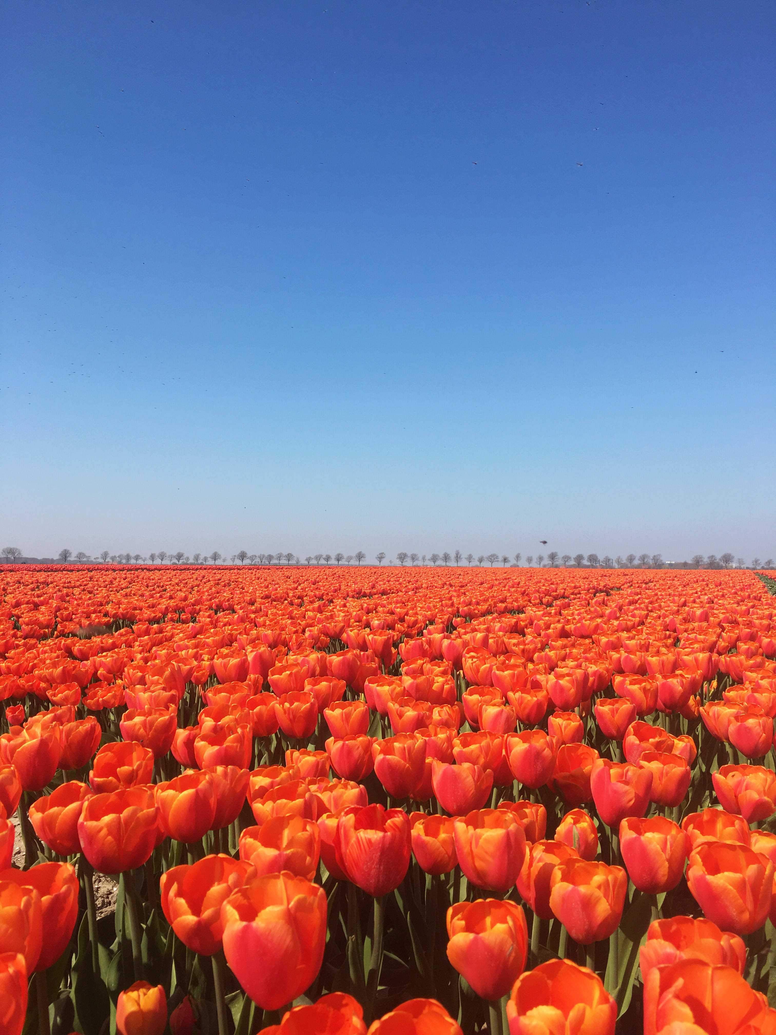 Netherlands, tulip park, vibrant orange tulips, 4K Phone Wallpaper