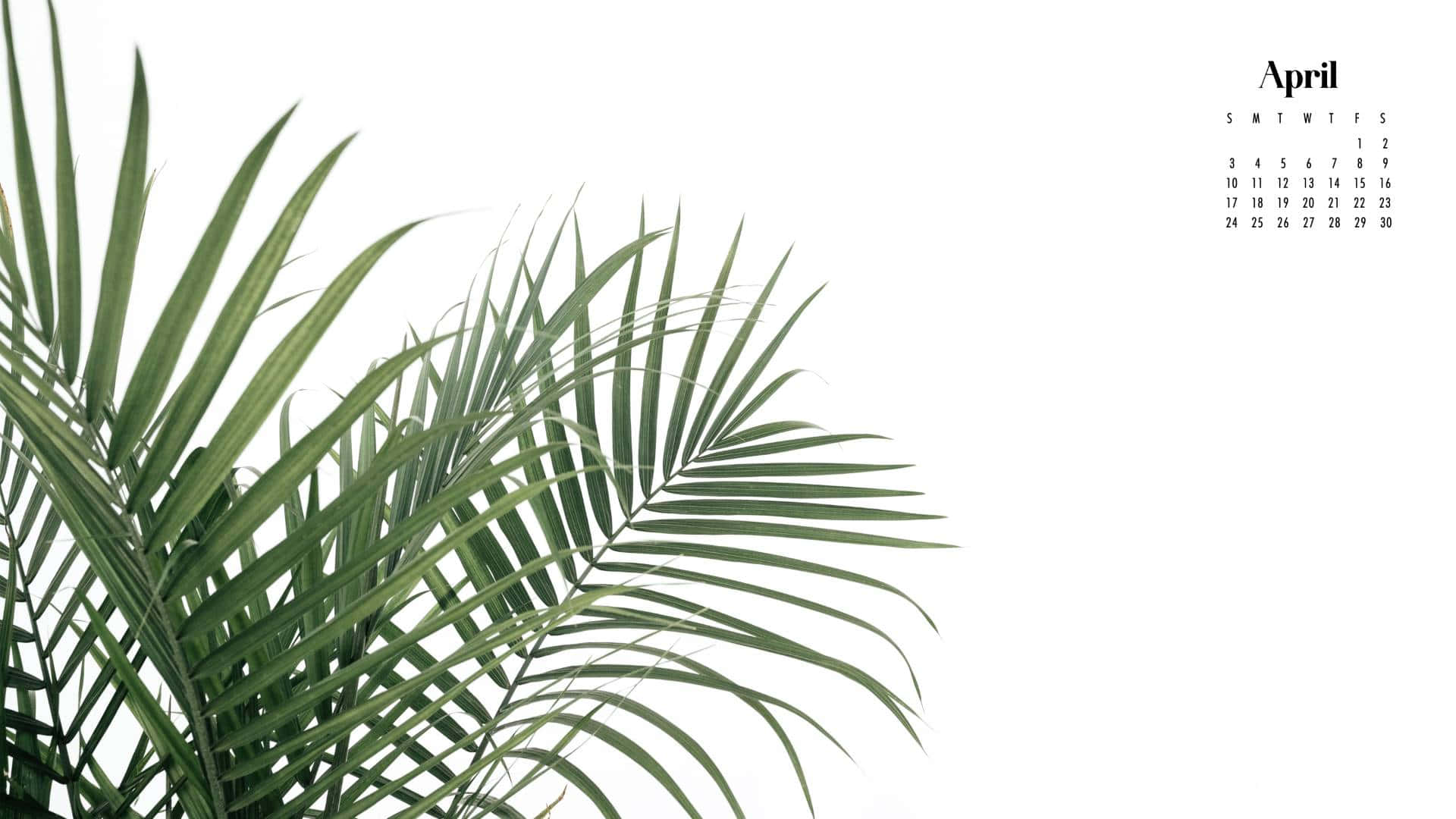 palm leaf, white background, minimalist April calendar, Full HD Desktop Wallpaper