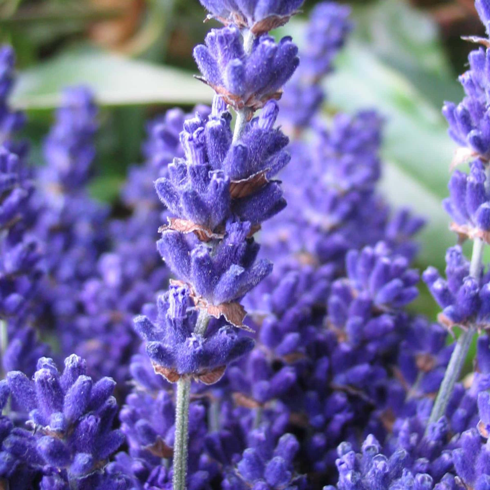 lavender blue, vibrant purple lavender blooms, soft green foliage, Full HD Desktop Wallpaper