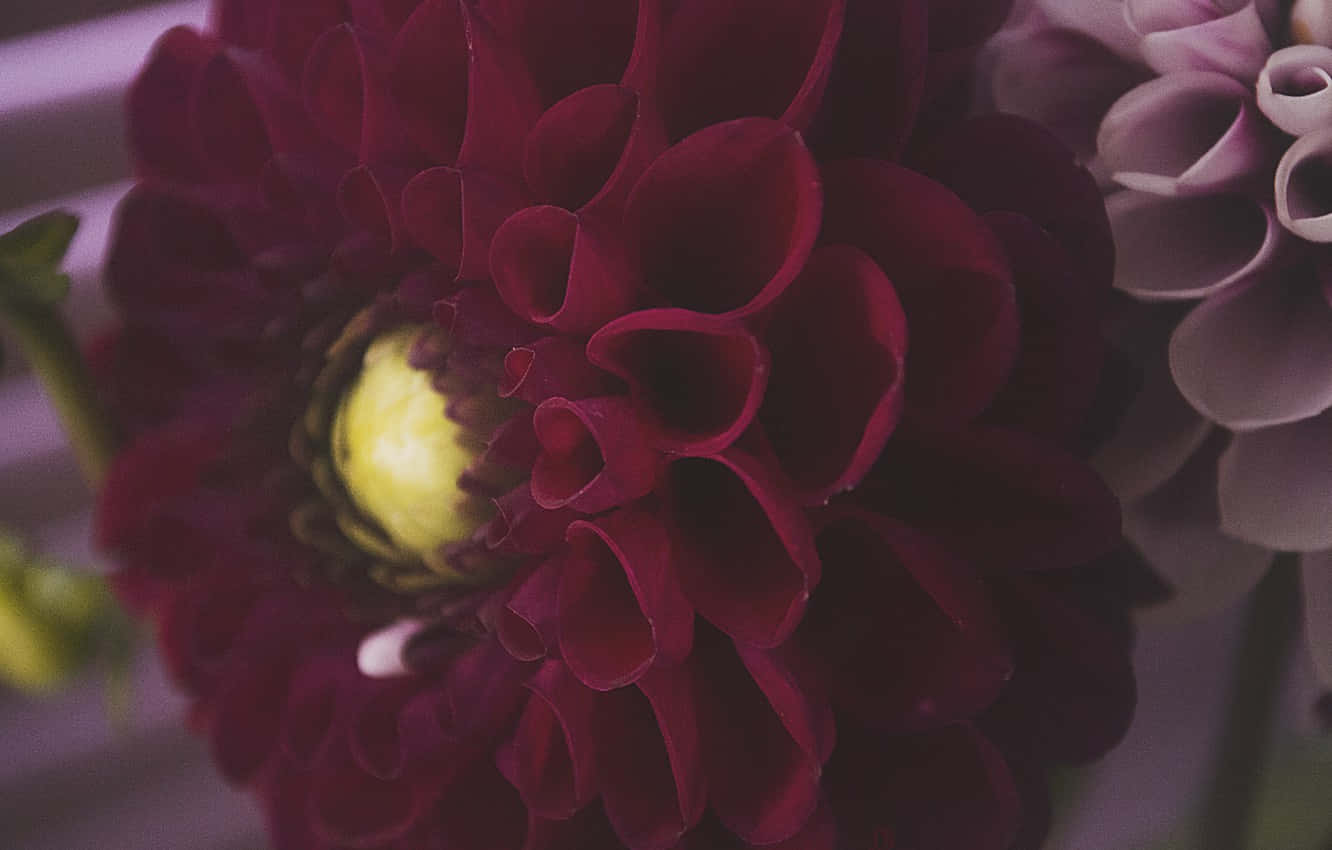 burgundy dahlia, bright yellow center, soft purple petals, HD Desktop Wallpaper