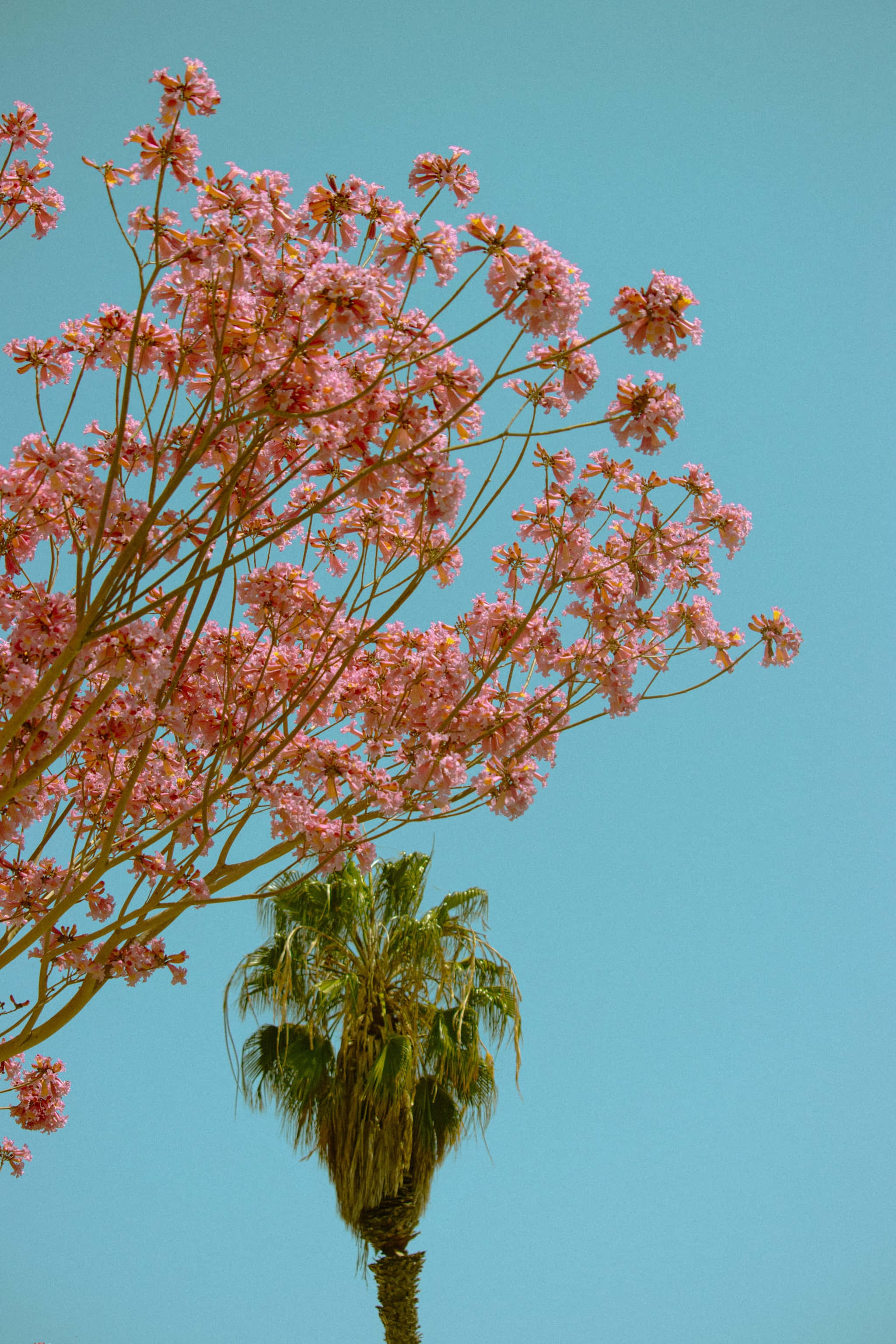 pink flowers, vibrant pink flowering tree, clear blue sky, 2K Phone Wallpaper