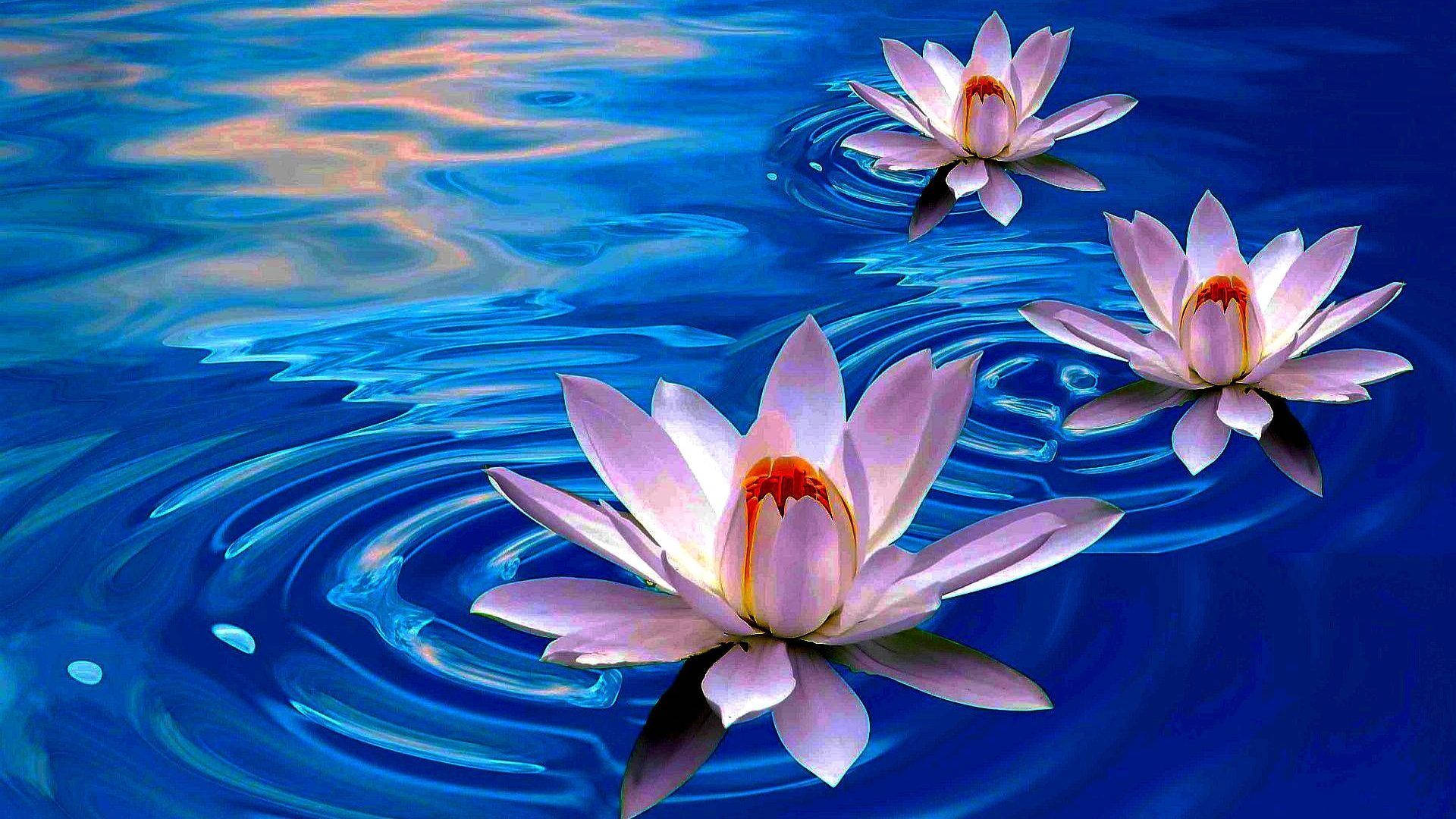 floating lotus flowers, pink water lilies, deep blue rippling pond, Full HD Desktop Wallpaper