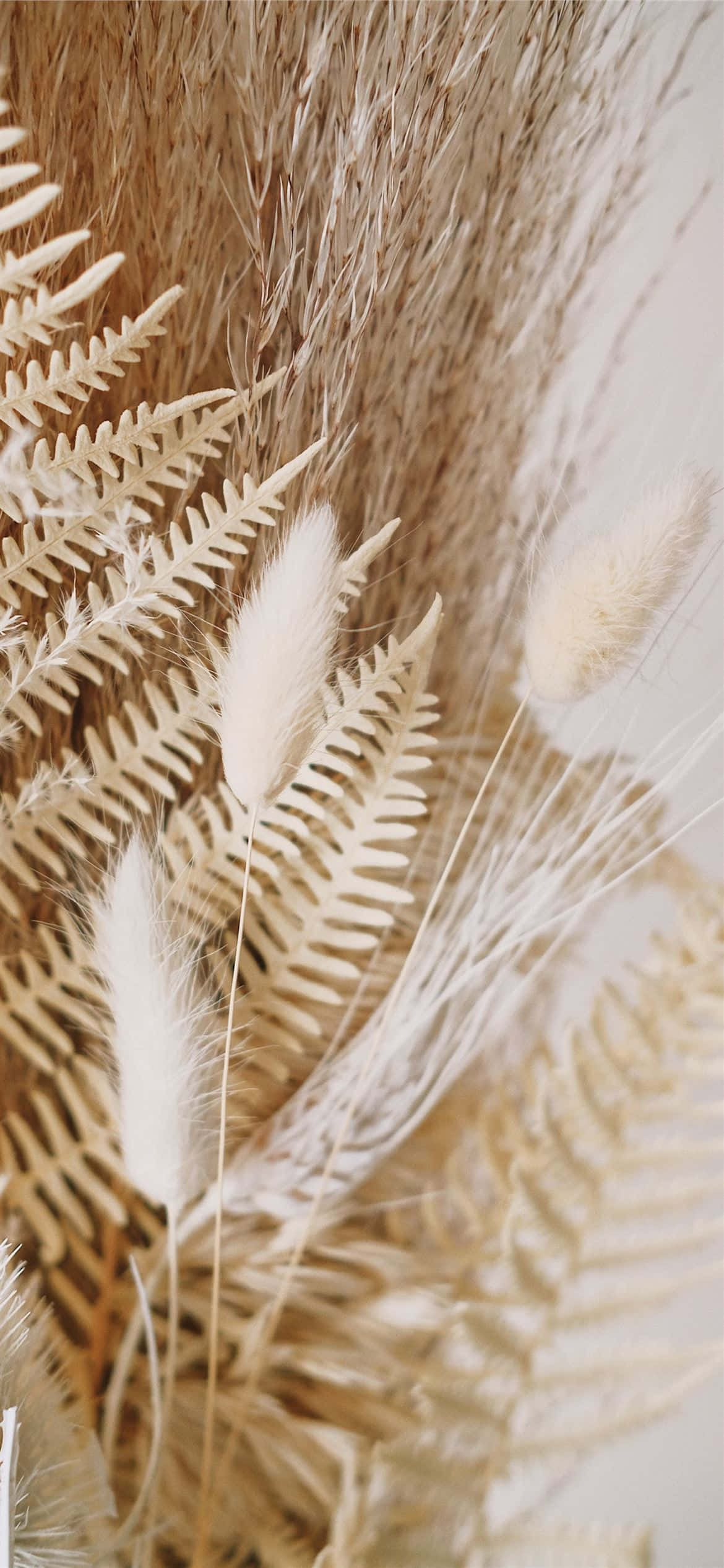 dried fern fronds, fluffy pampas grass, soft beige, Full HD Phone Wallpaper