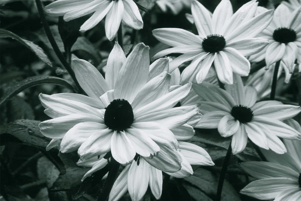 white daisies, dark centers, blurred foliage, SD Desktop Wallpaper