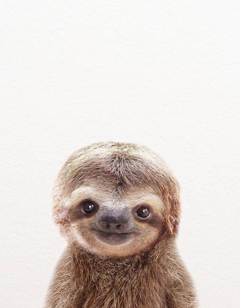 baby sloth, soft brown fur, big curious eyes, SD Phone Wallpaper