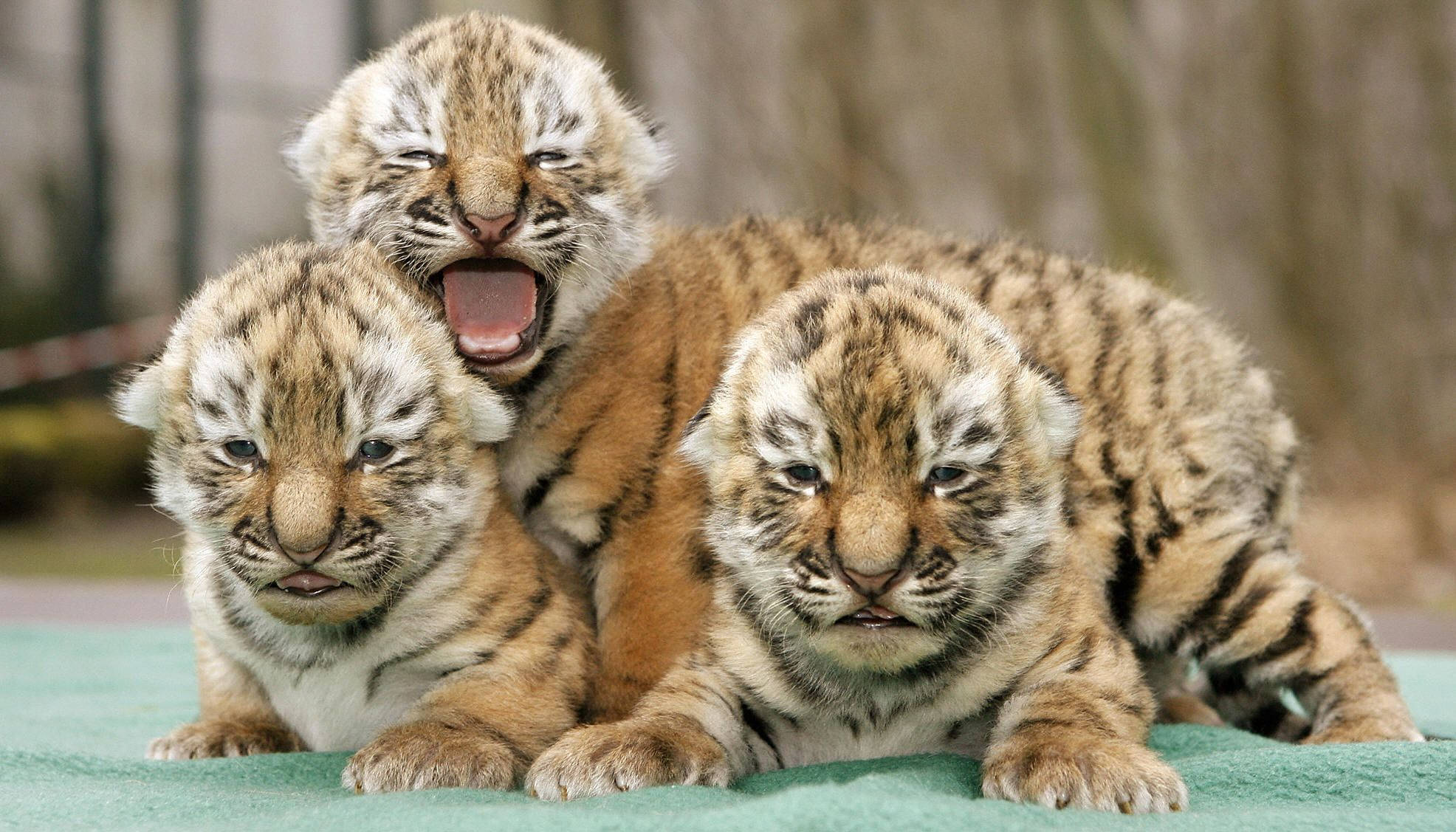 three newborn baby tigers, striped fur, green blanket, Full HD Desktop Wallpaper