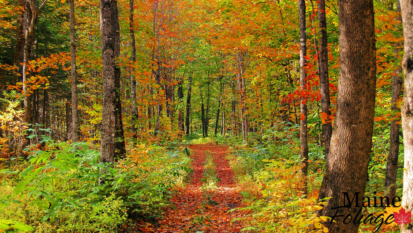 New England Autumn, red leaves, vibrant orange foliage, HD Desktop Wallpaper