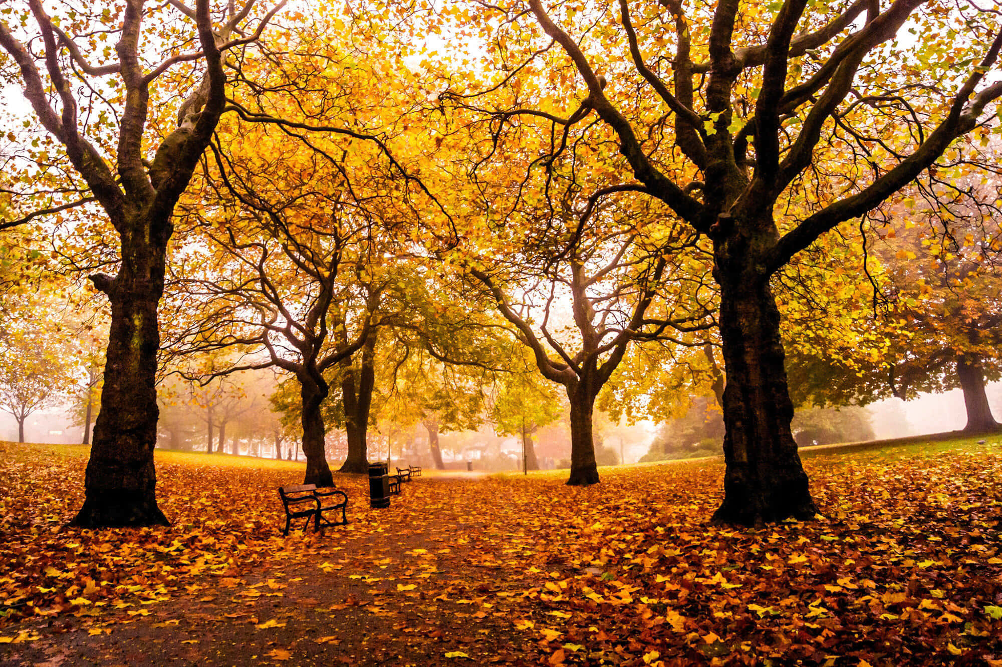 New England Autumn, golden autumn leaves, misty park path, Full HD Desktop Wallpaper