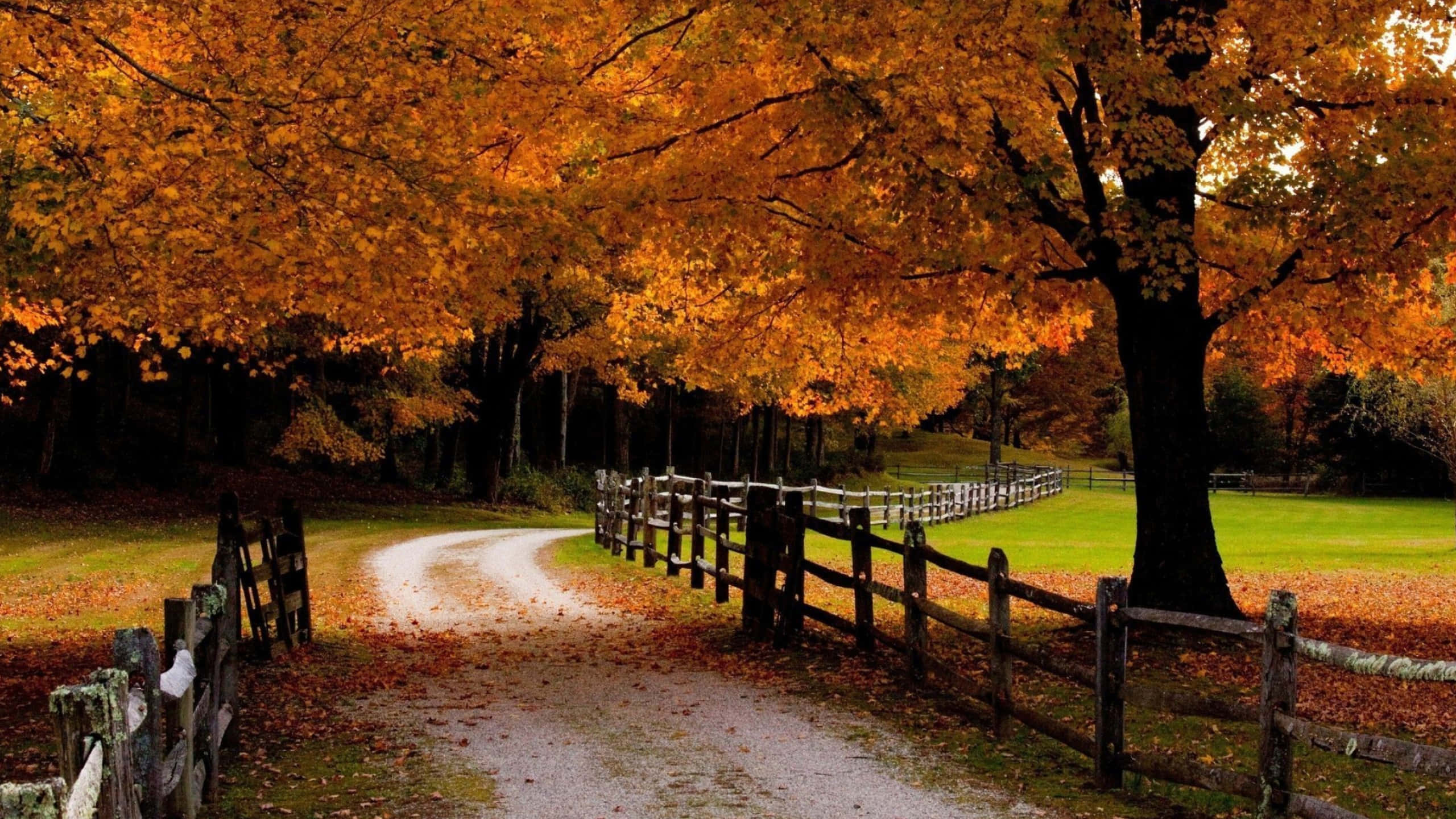 New England Autumn, gravel path, wooden fences, 2K Desktop Wallpaper