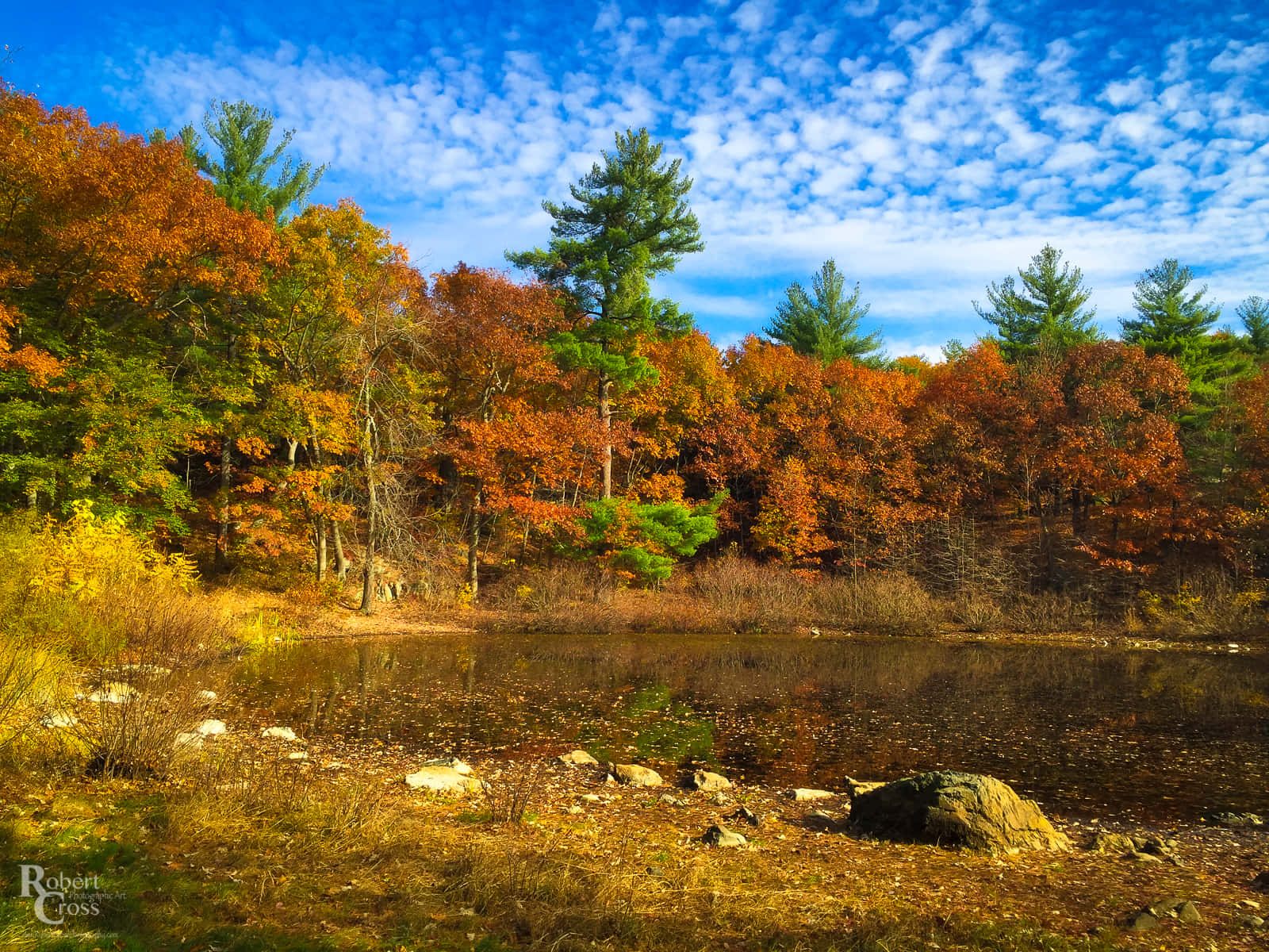 New England, autumn, yellow leaves, HD Desktop Wallpaper