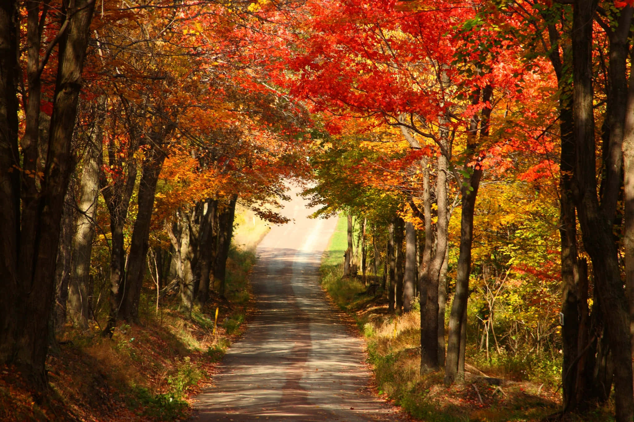 New England Autumn, winding road, fiery red trees, Full HD Desktop Wallpaper
