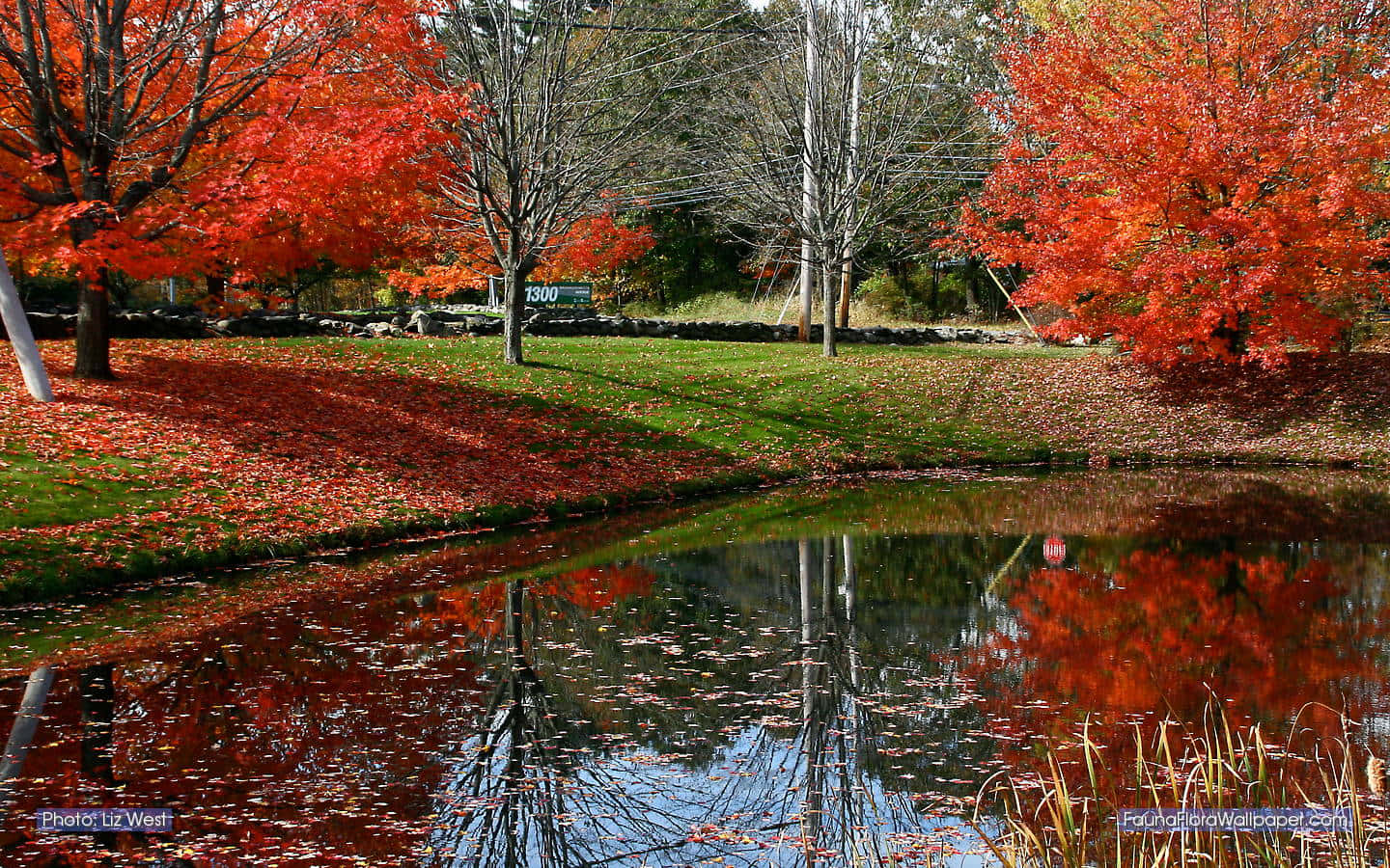 New England Autumn, red maple trees, calm pond, HD Desktop Wallpaper