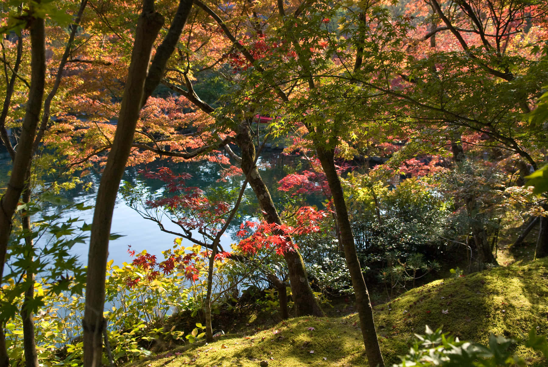 New England Autumn, autumn maple trees, red orange leaves, HD Desktop Wallpaper