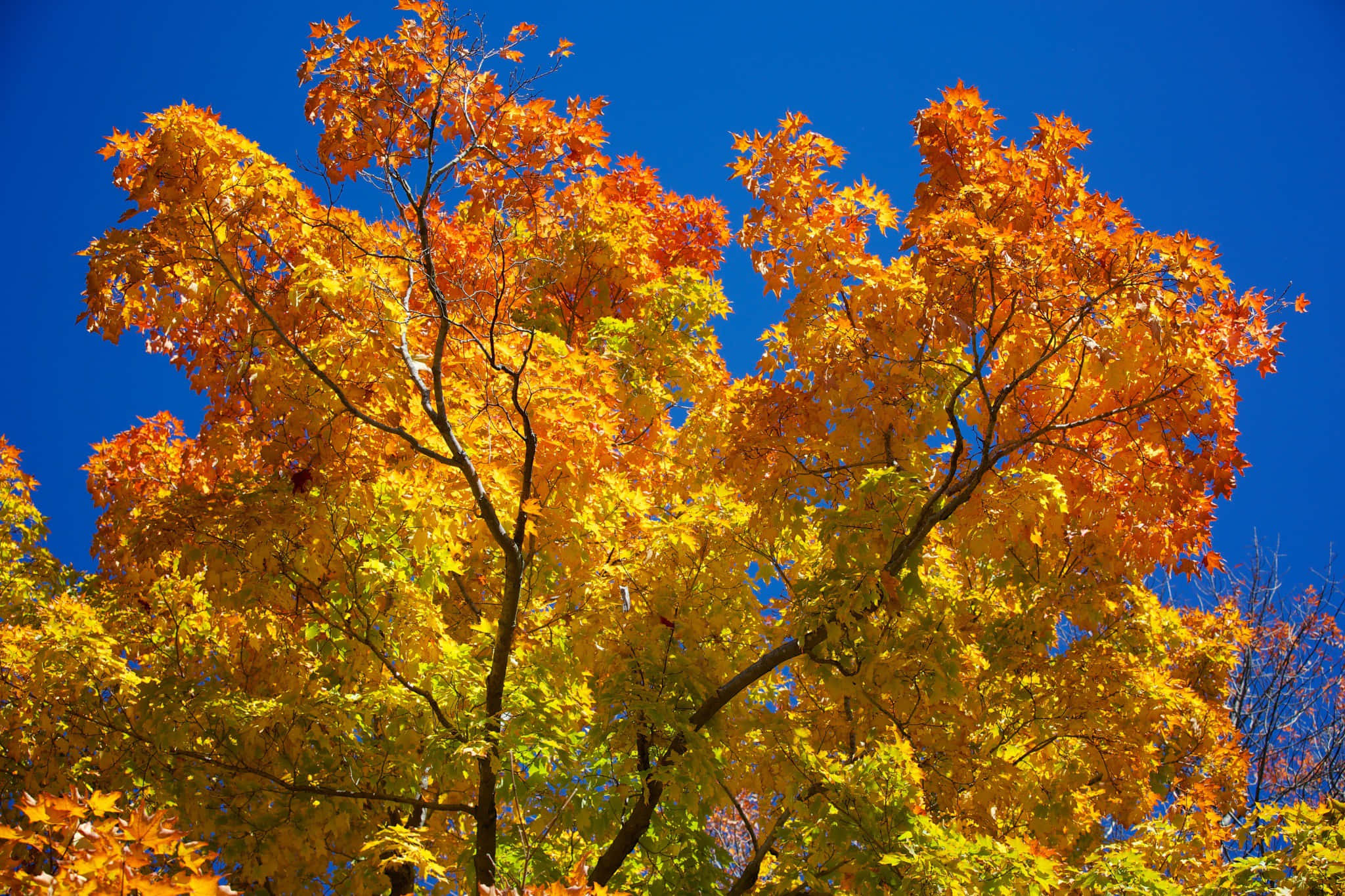 New England Autumn, orange, yellow, Full HD Desktop Wallpaper