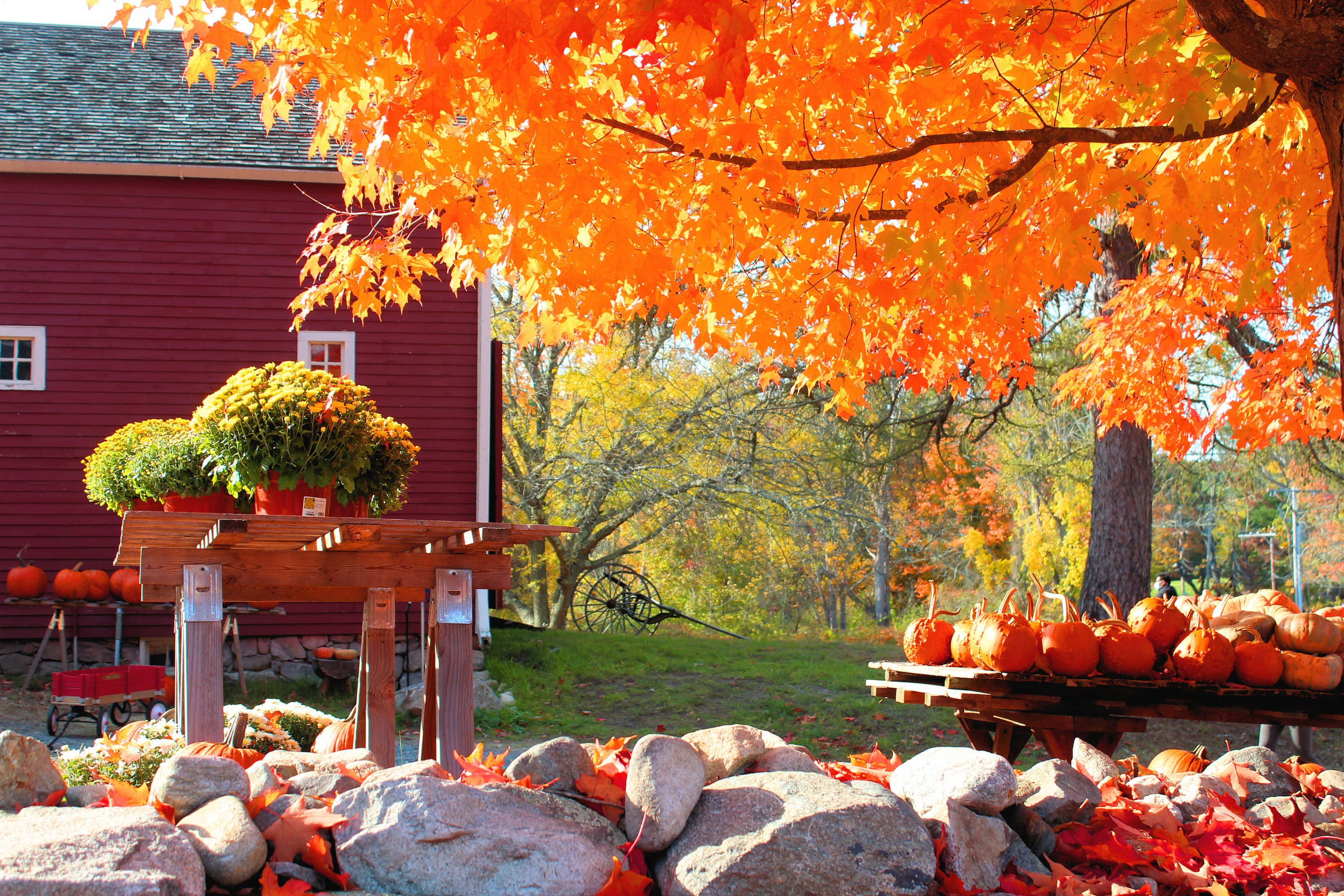 New England, autumn, orange maple leaves, 2K Desktop Wallpaper
