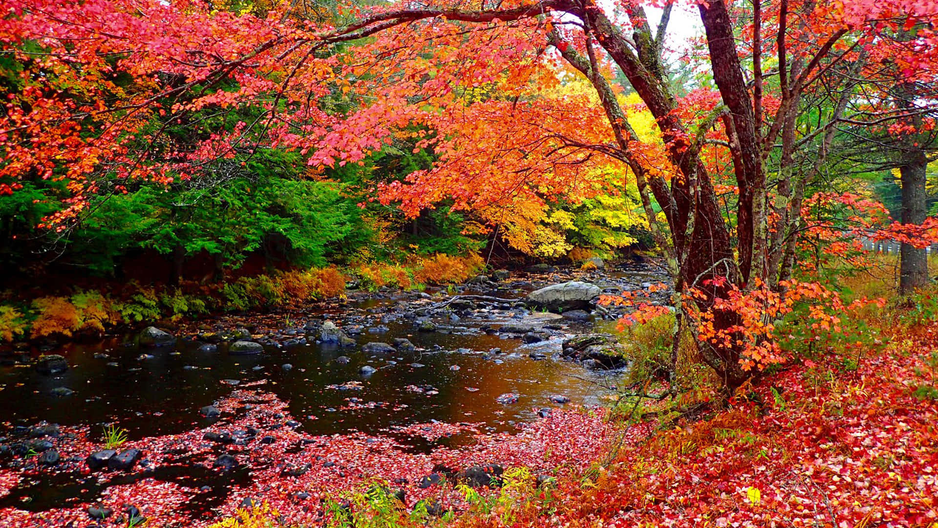 New England Autumn, fiery red, orange, Full HD Desktop Wallpaper