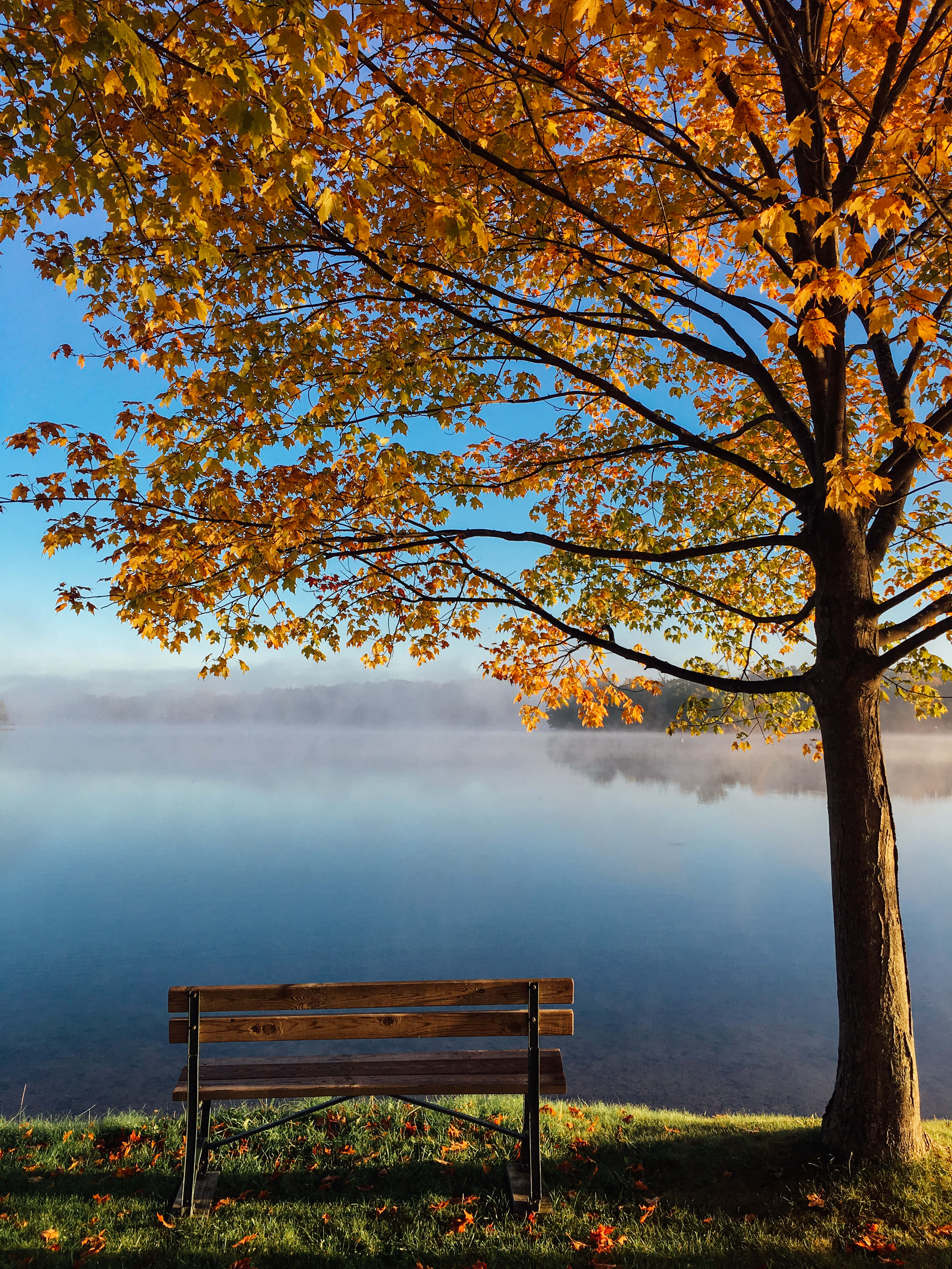 New England Autumn, golden maple tree, misty lake, 4K Phone Wallpaper