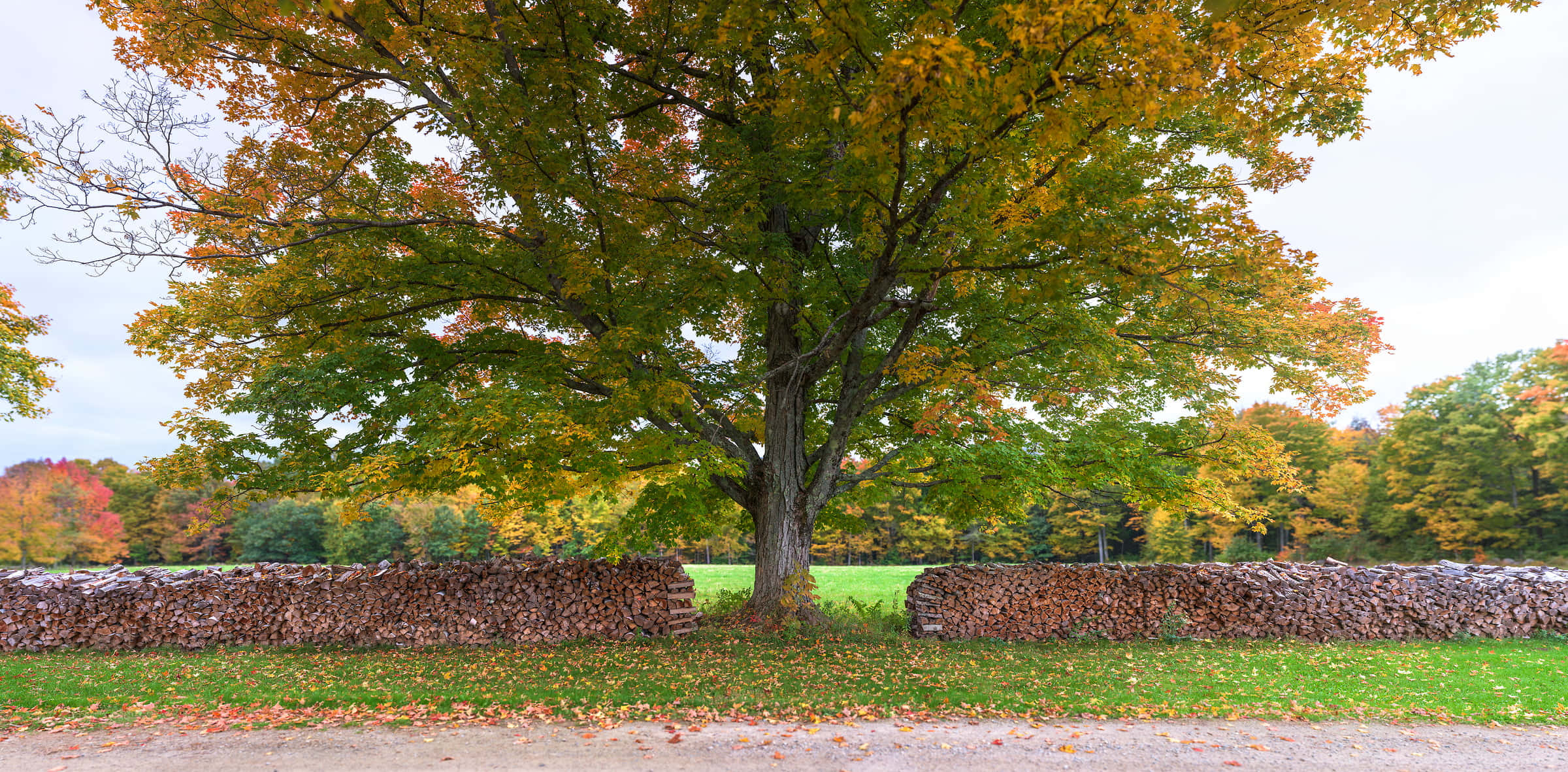 New England Autumn, golden leaves, stone wall, Full HD Desktop Wallpaper