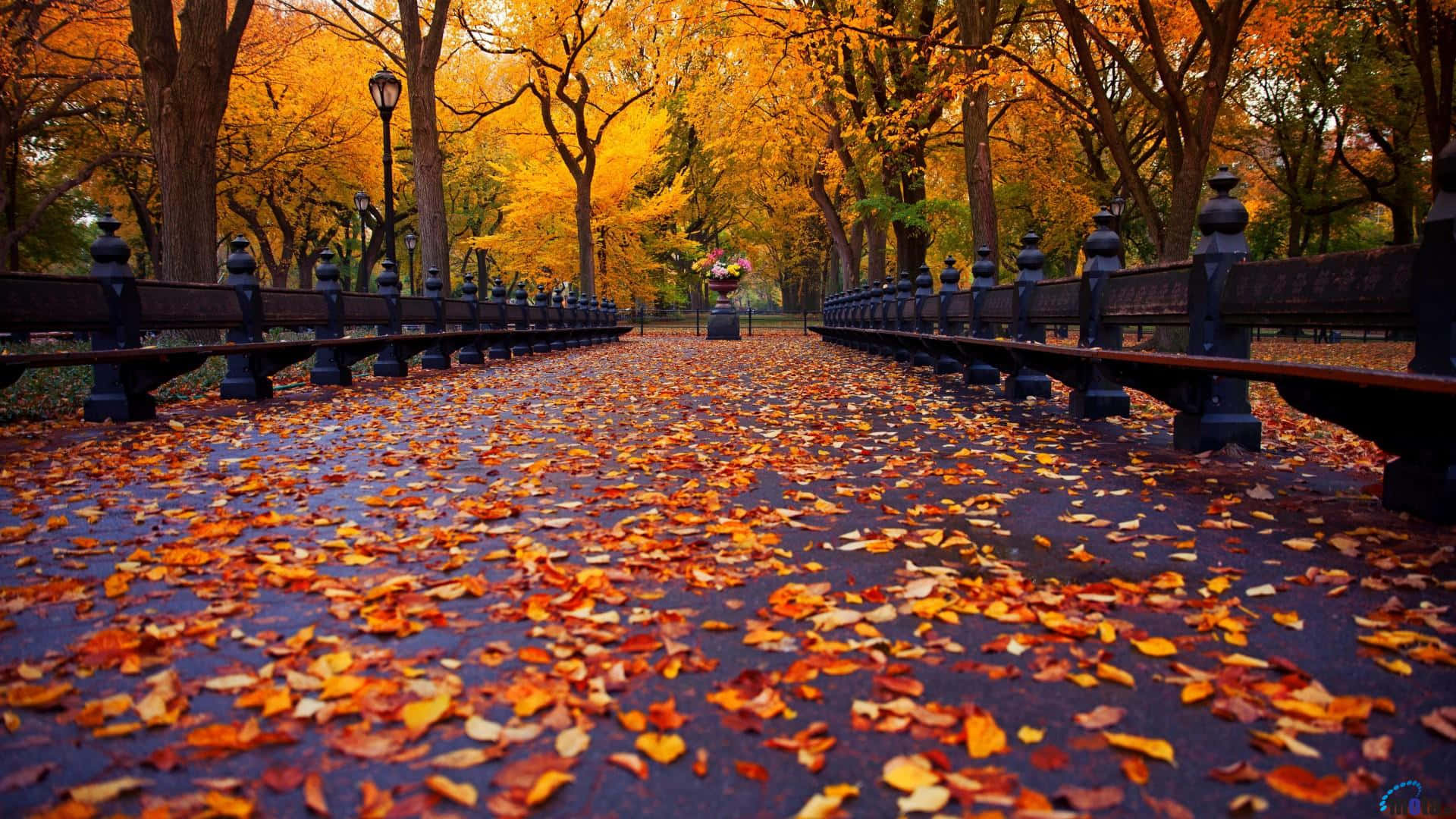 New England, autumn, tree-lined path, Full HD Desktop Wallpaper